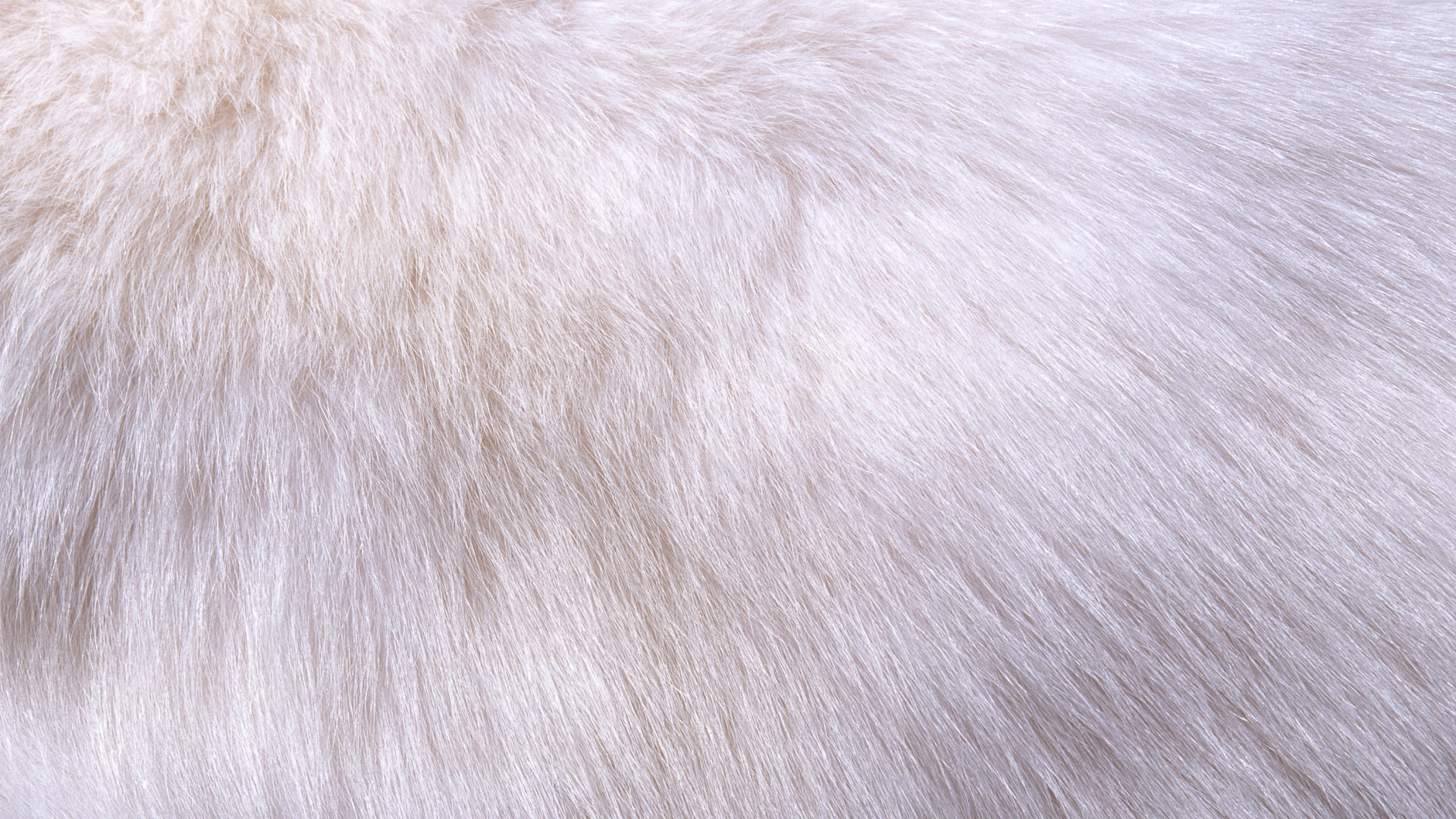 Textil de Piel Blanca Sobre Textil Negro. Wallpaper in 1920x1080 Resolution