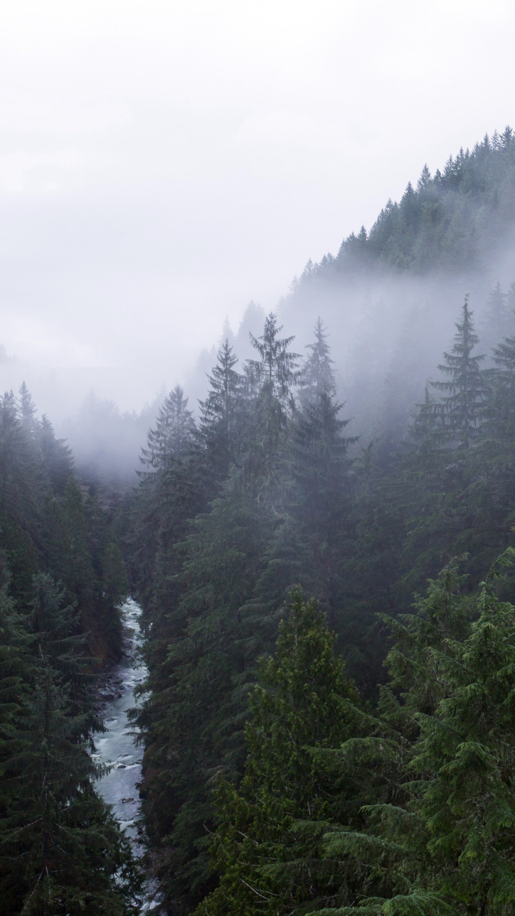 Pinos Verdes Bajo un Cielo Blanco Durante el Día. Wallpaper in 750x1334 Resolution