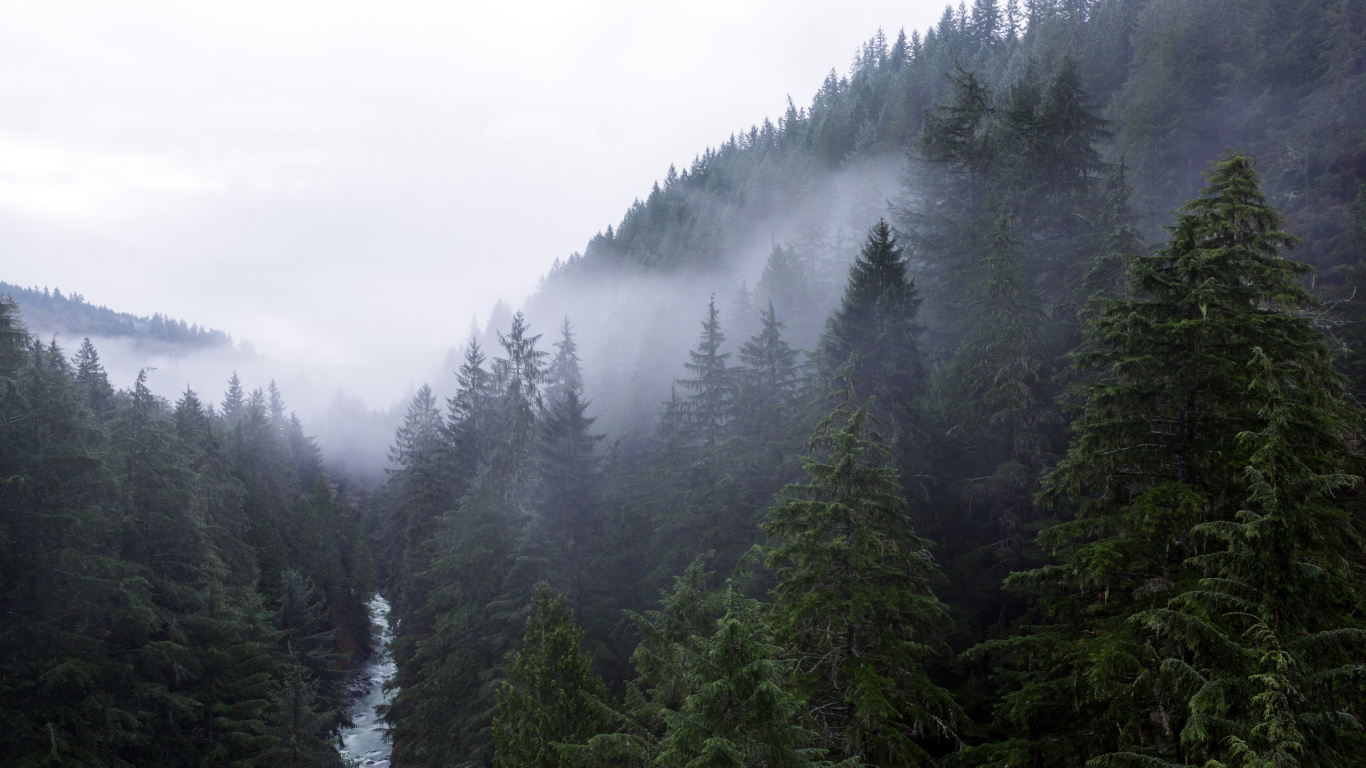 Green Pine Trees Under White Sky During Daytime. Wallpaper in 1366x768 Resolution