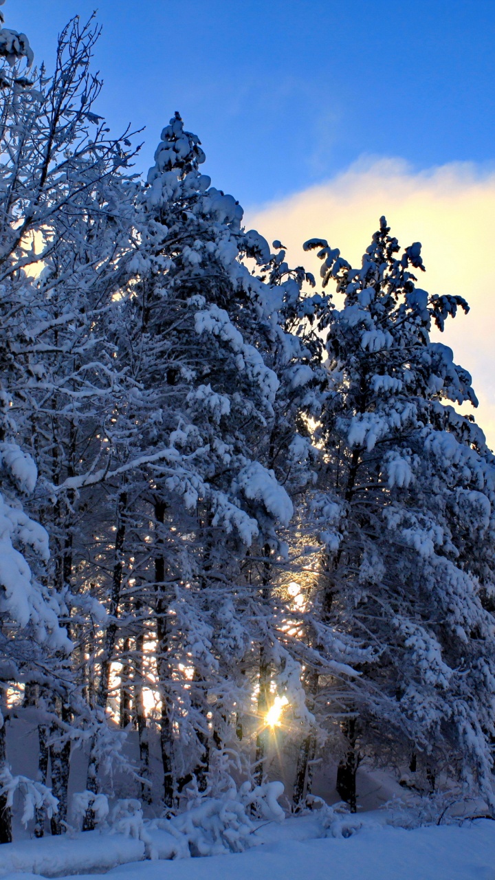Árboles Cubiertos de Nieve Durante el Día. Wallpaper in 720x1280 Resolution