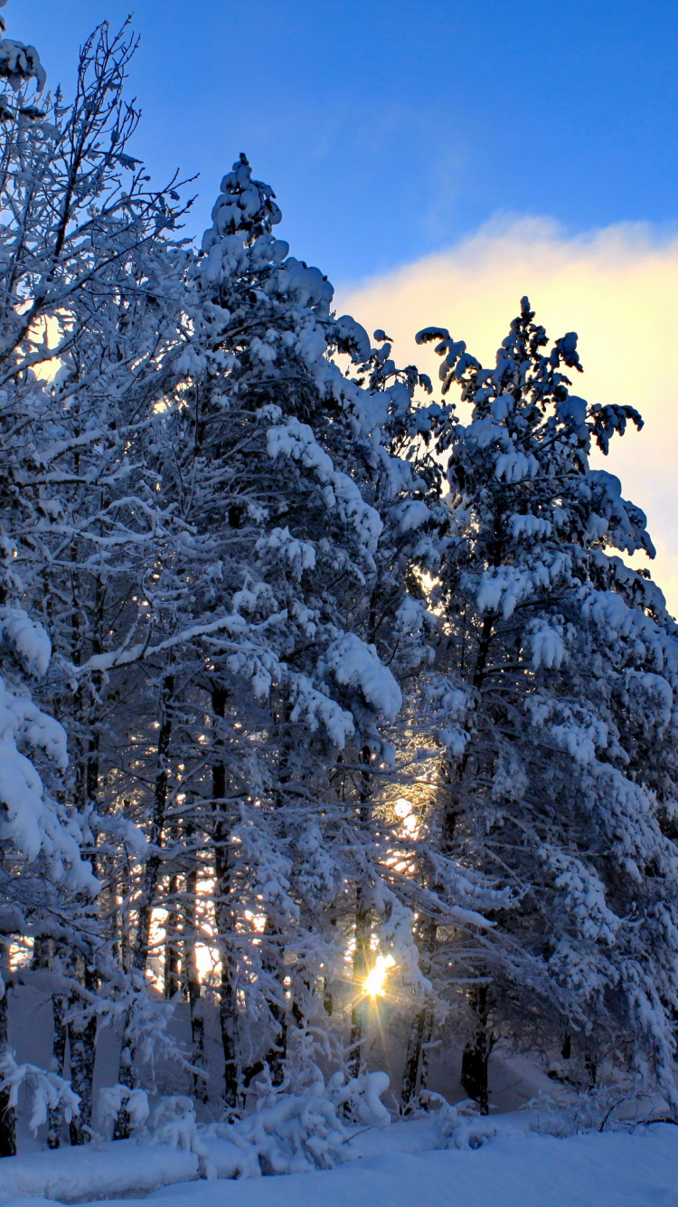 Árboles Cubiertos de Nieve Durante el Día. Wallpaper in 750x1334 Resolution