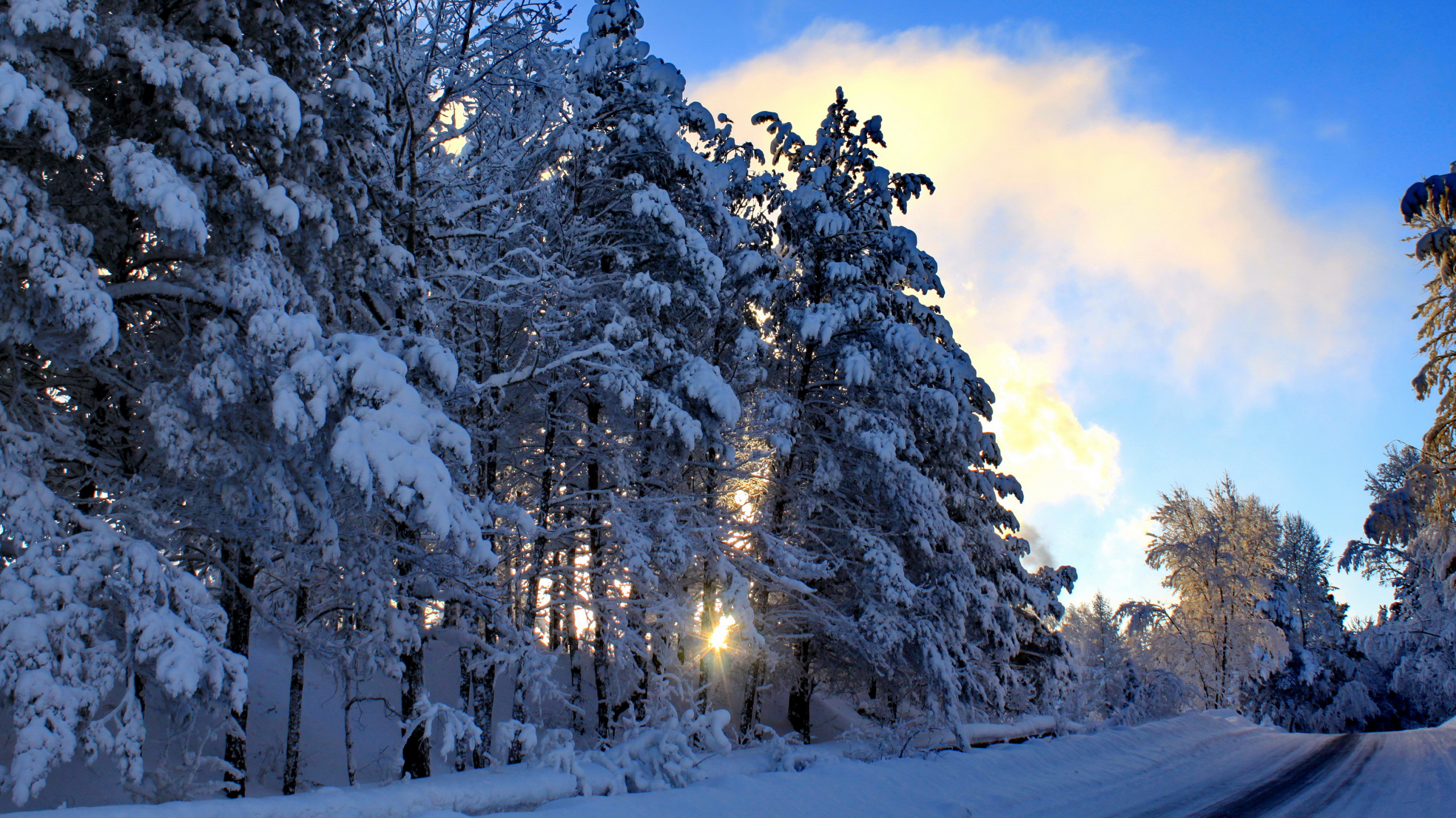 Arbres Couverts de Neige Pendant la Journée. Wallpaper in 2560x1440 Resolution