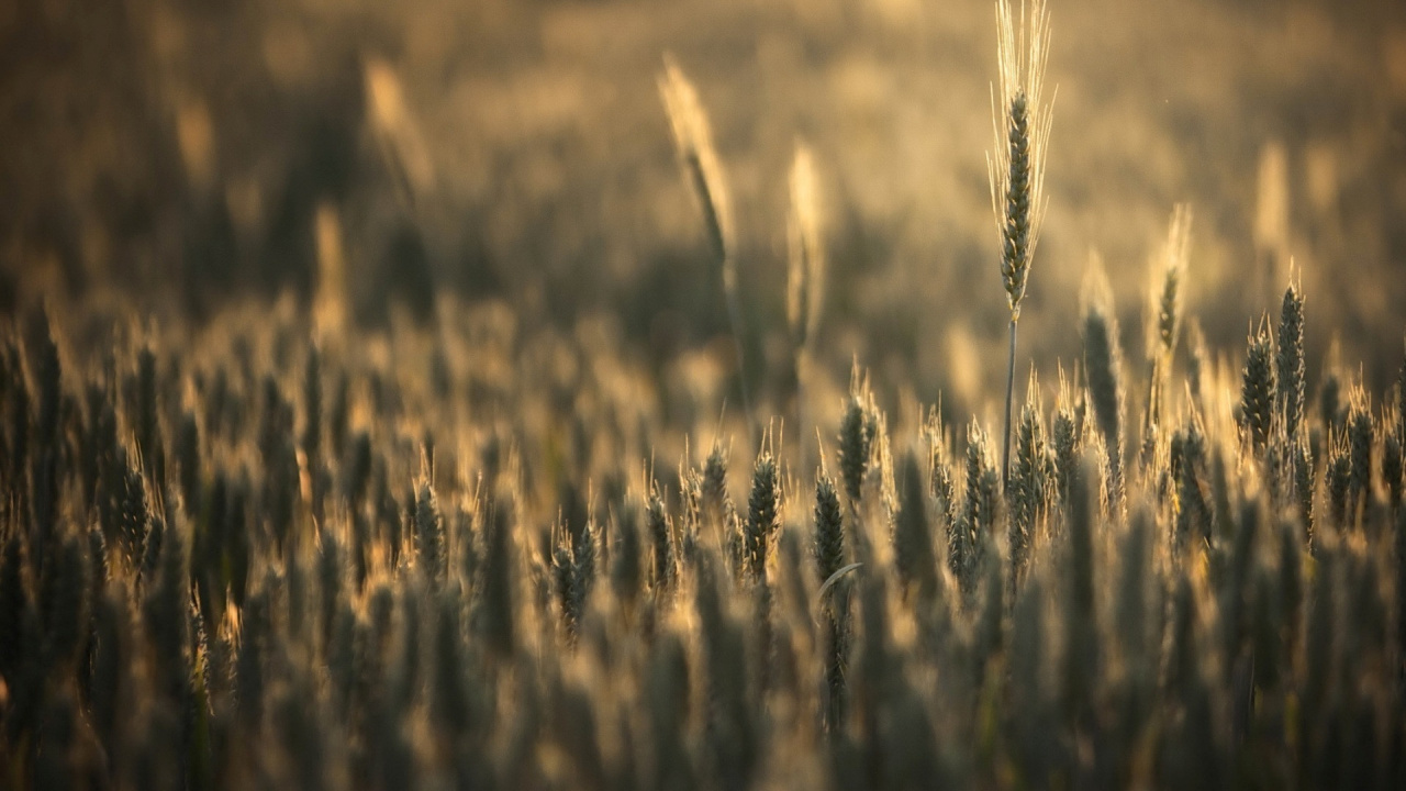 Brown Wheat Field During Daytime. Wallpaper in 1280x720 Resolution