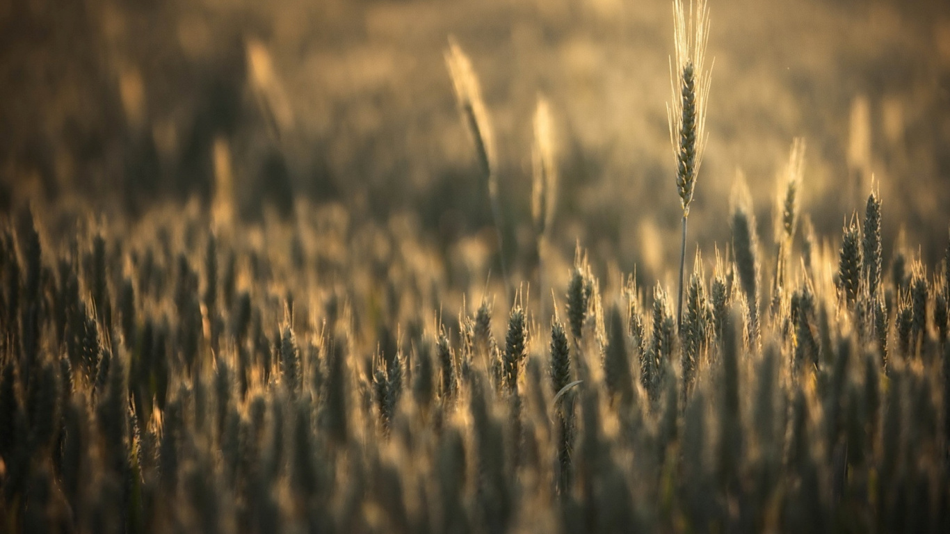 Brown Wheat Field During Daytime. Wallpaper in 1366x768 Resolution