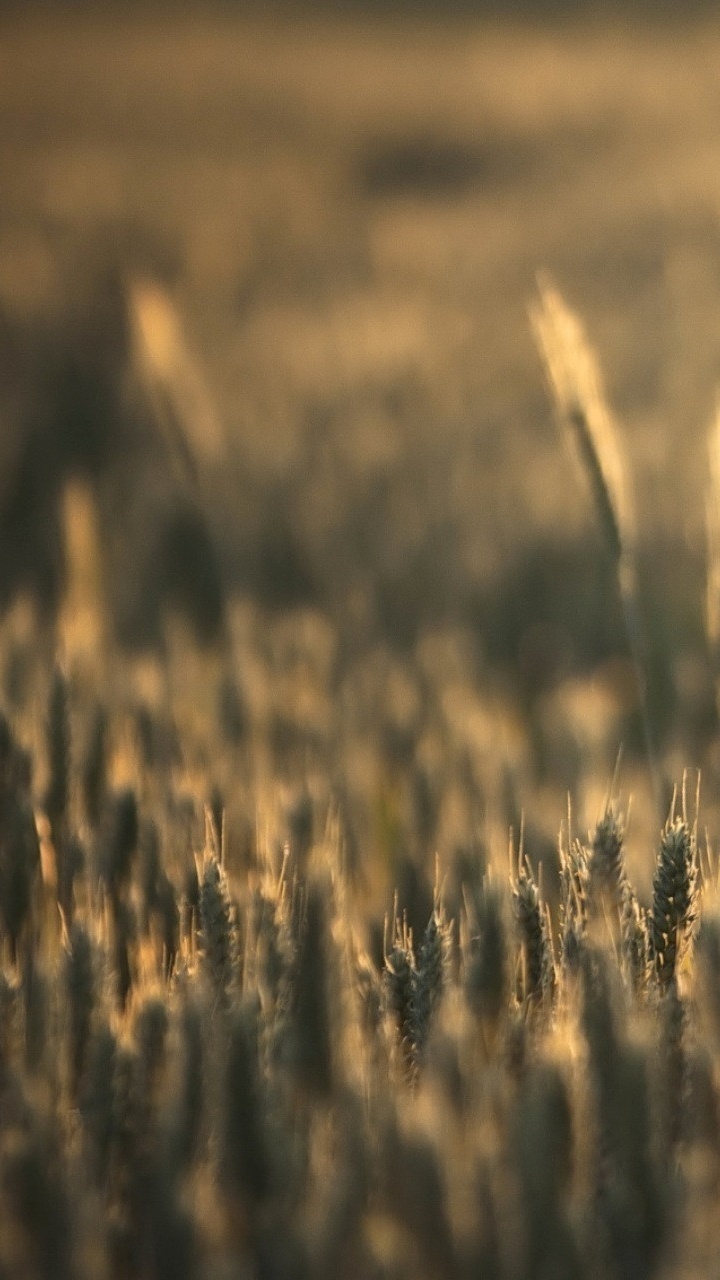 Brown Wheat Field During Daytime. Wallpaper in 720x1280 Resolution