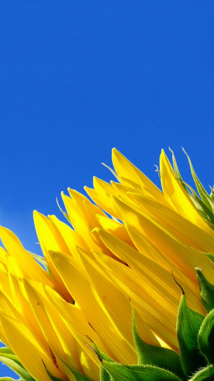 Gelbe Blume Unter Blauem Himmel Tagsüber. Wallpaper in 750x1334 Resolution