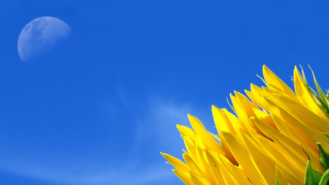 Yellow Flower Under Blue Sky During Daytime. Wallpaper in 1366x768 Resolution