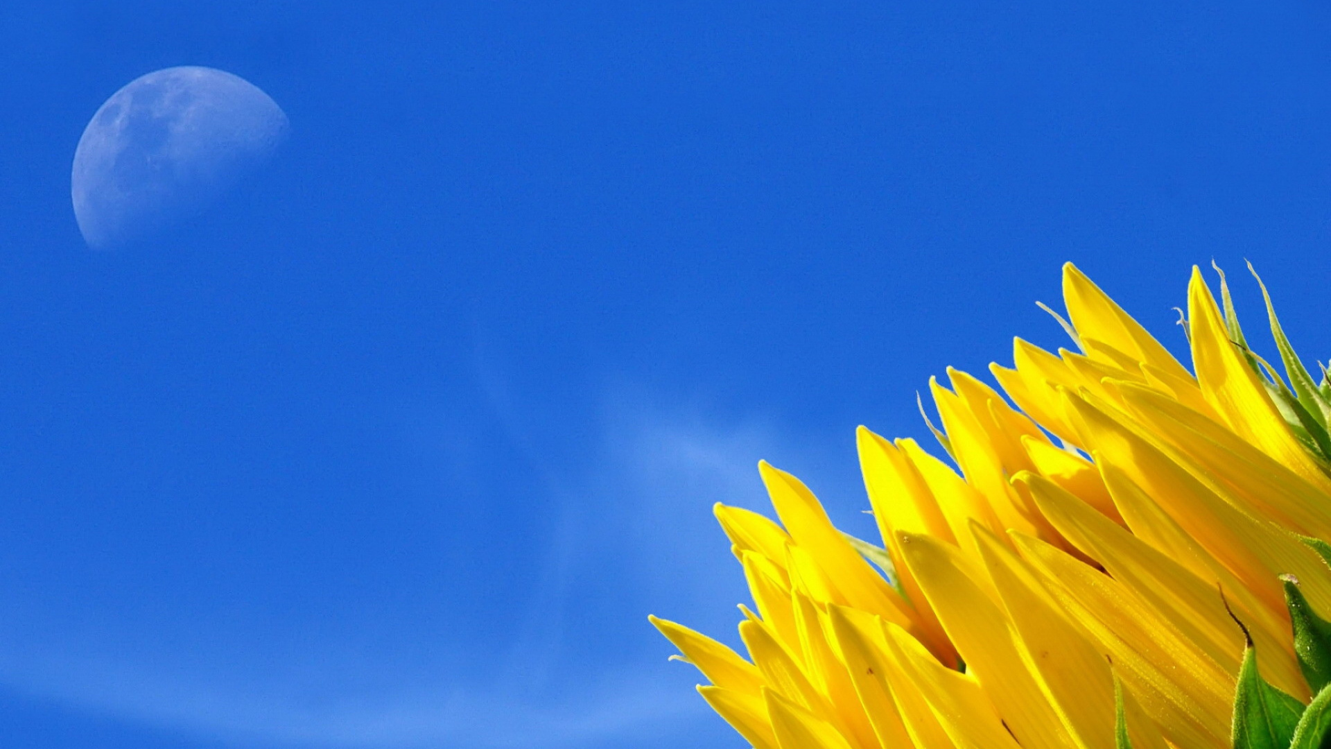 Yellow Flower Under Blue Sky During Daytime. Wallpaper in 1920x1080 Resolution