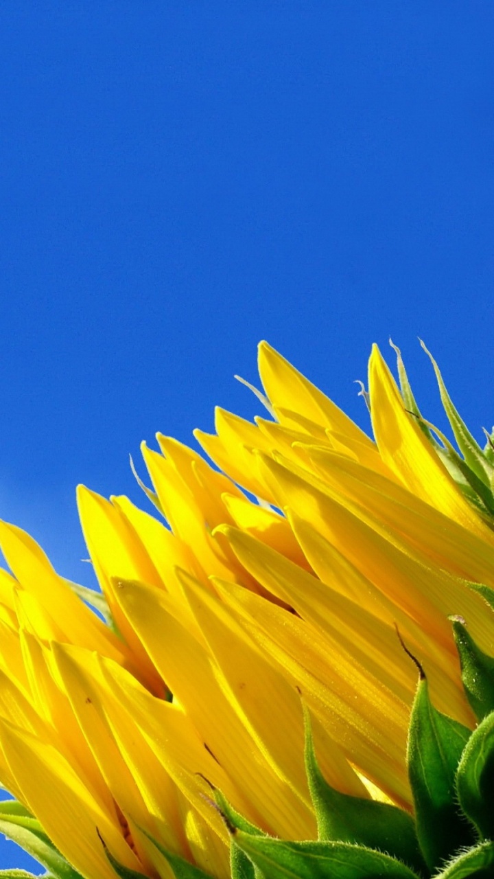 Fleur Jaune Sous Ciel Bleu Pendant la Journée. Wallpaper in 720x1280 Resolution