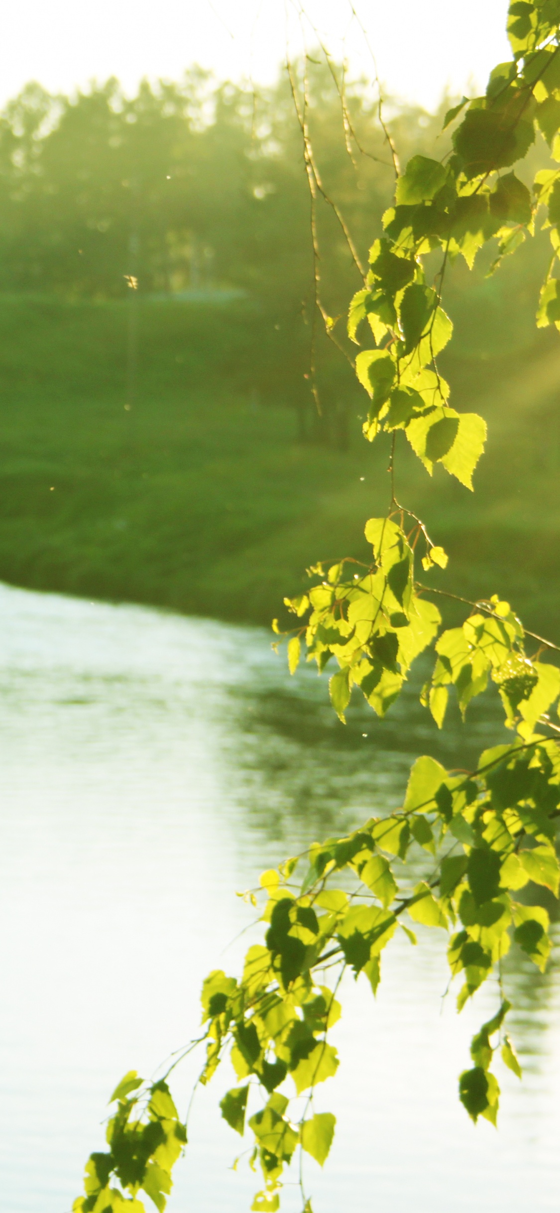 Campo de Hierba Verde Cerca Del Lago Durante el Día. Wallpaper in 1125x2436 Resolution