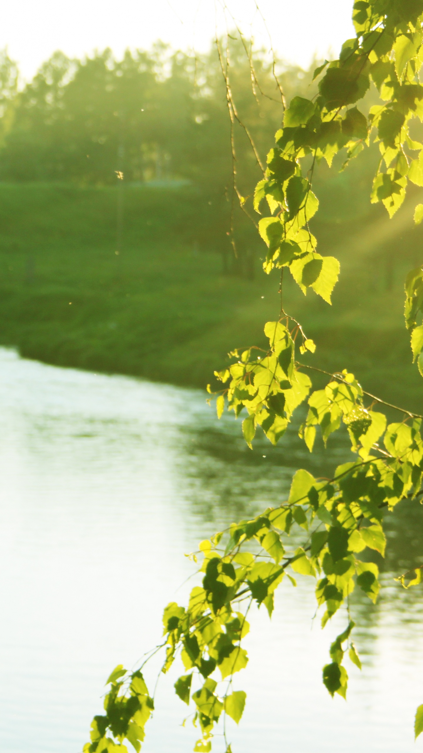 Green Grass Field Near Lake During Daytime. Wallpaper in 1440x2560 Resolution