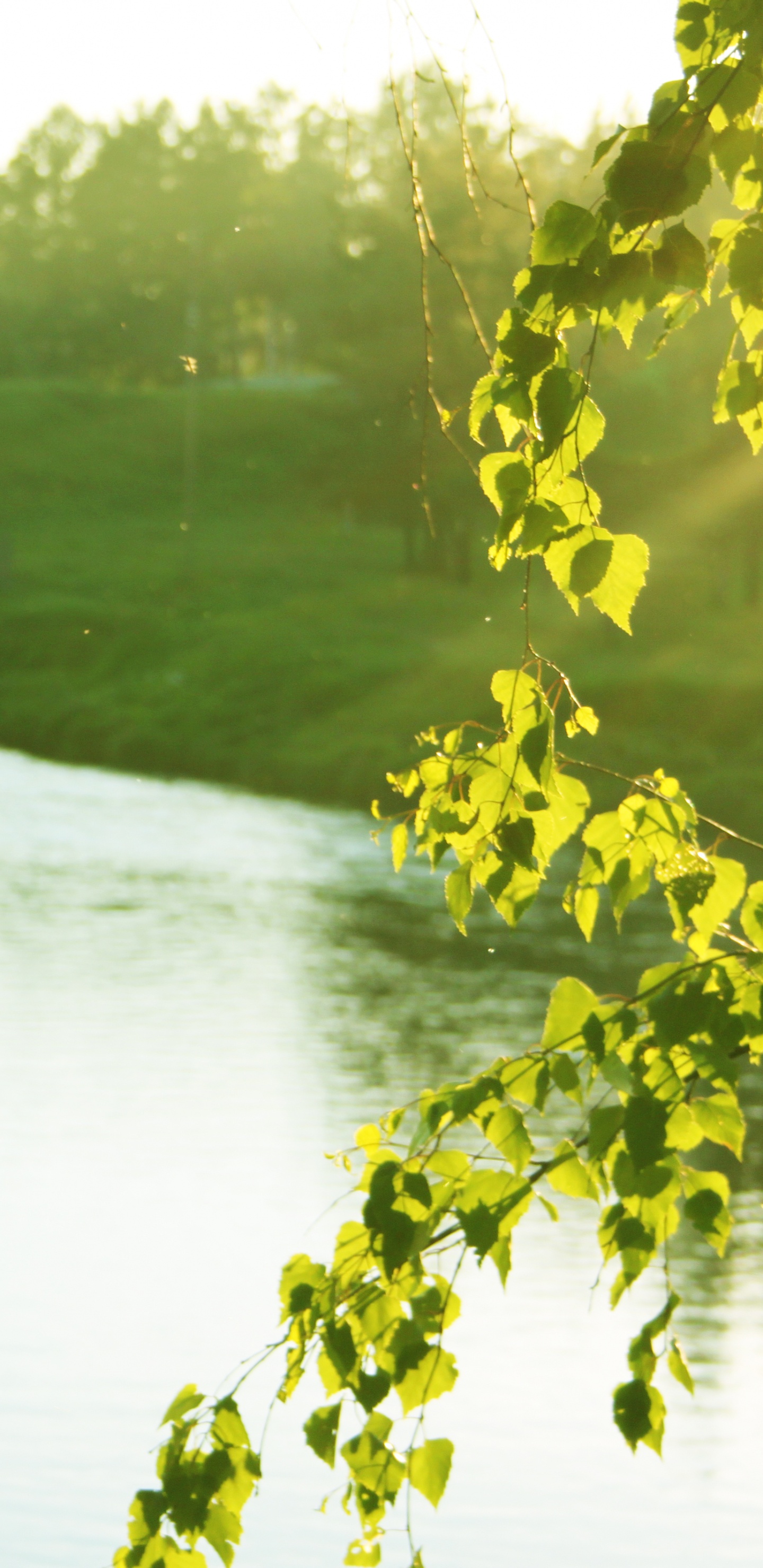 Green Grass Field Near Lake During Daytime. Wallpaper in 1440x2960 Resolution