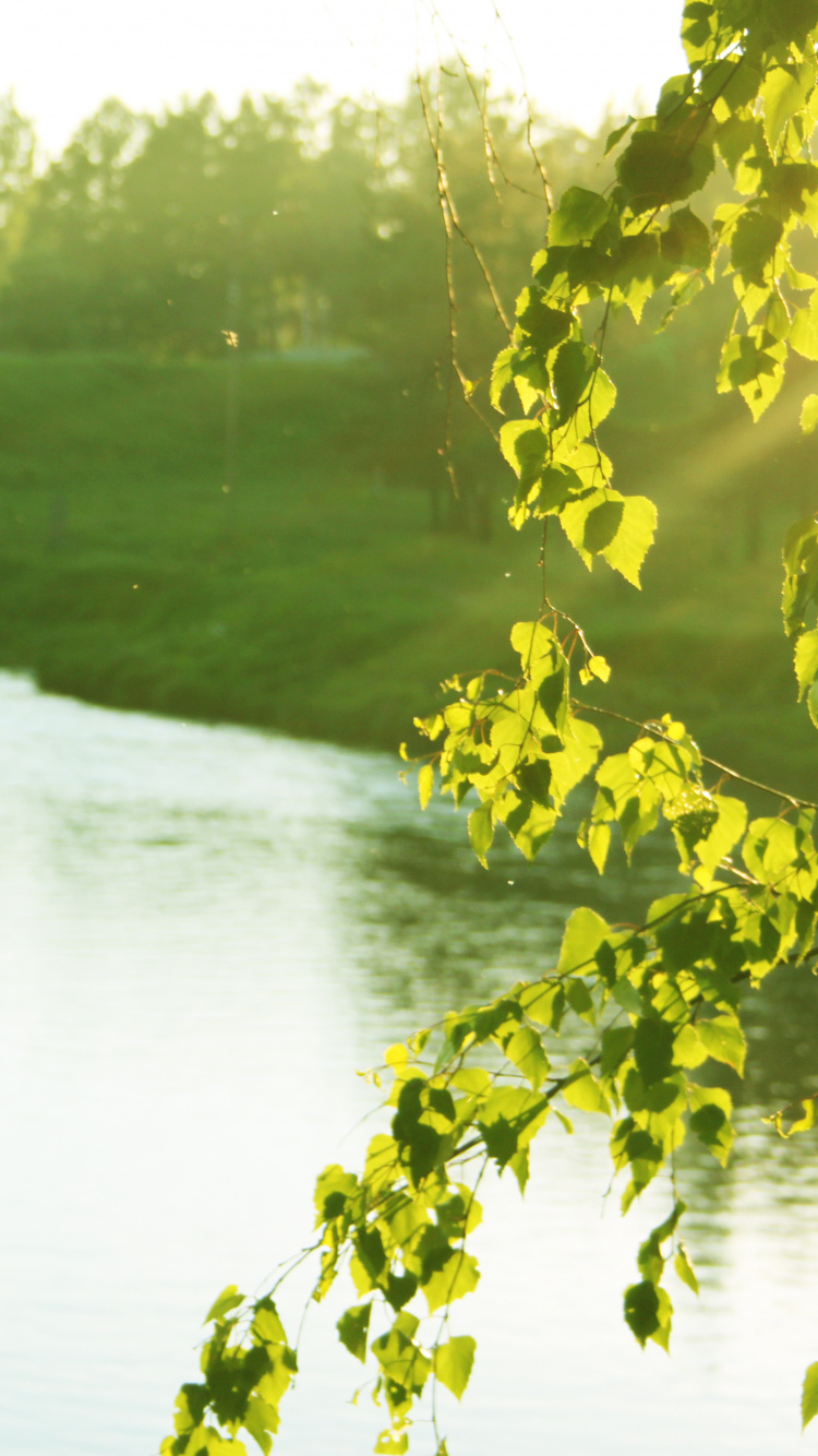 Green Grass Field Near Lake During Daytime. Wallpaper in 750x1334 Resolution