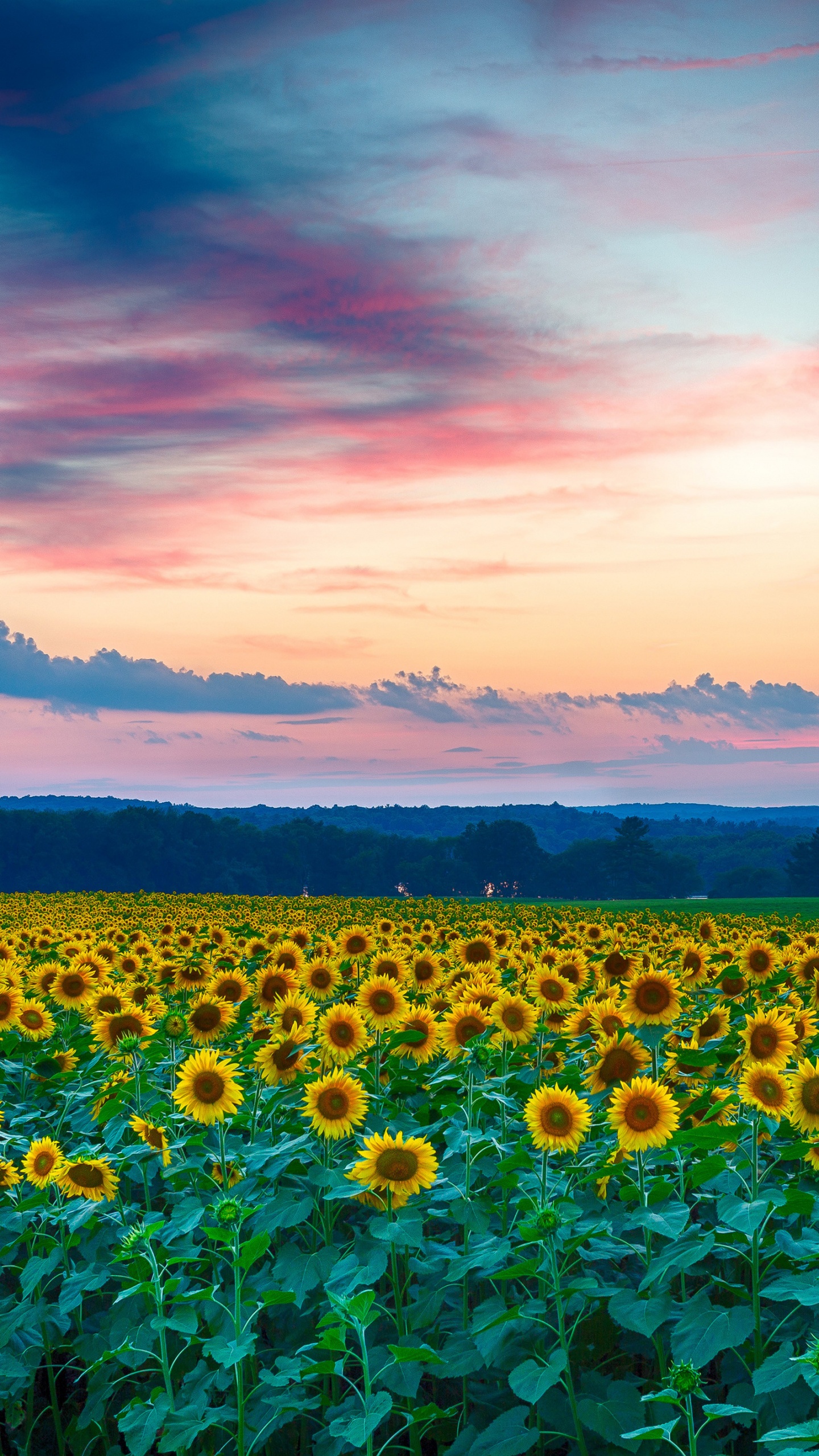 Champ D'herbe Verte Sous un Ciel Nuageux Pendant le Coucher du Soleil. Wallpaper in 1440x2560 Resolution