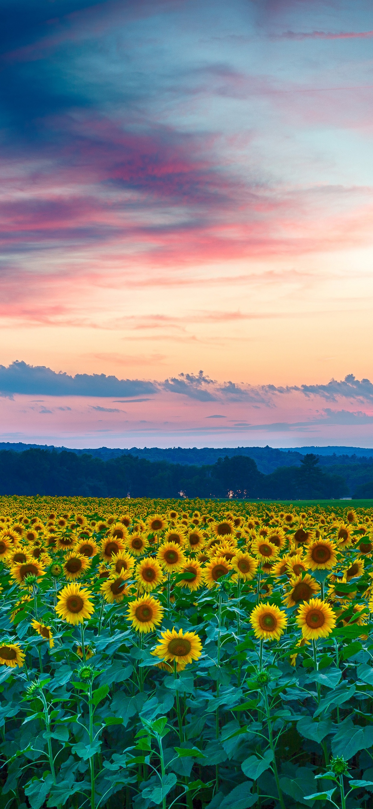 Grüne Wiese Unter Bewölktem Himmel Bei Sonnenuntergang. Wallpaper in 1242x2688 Resolution