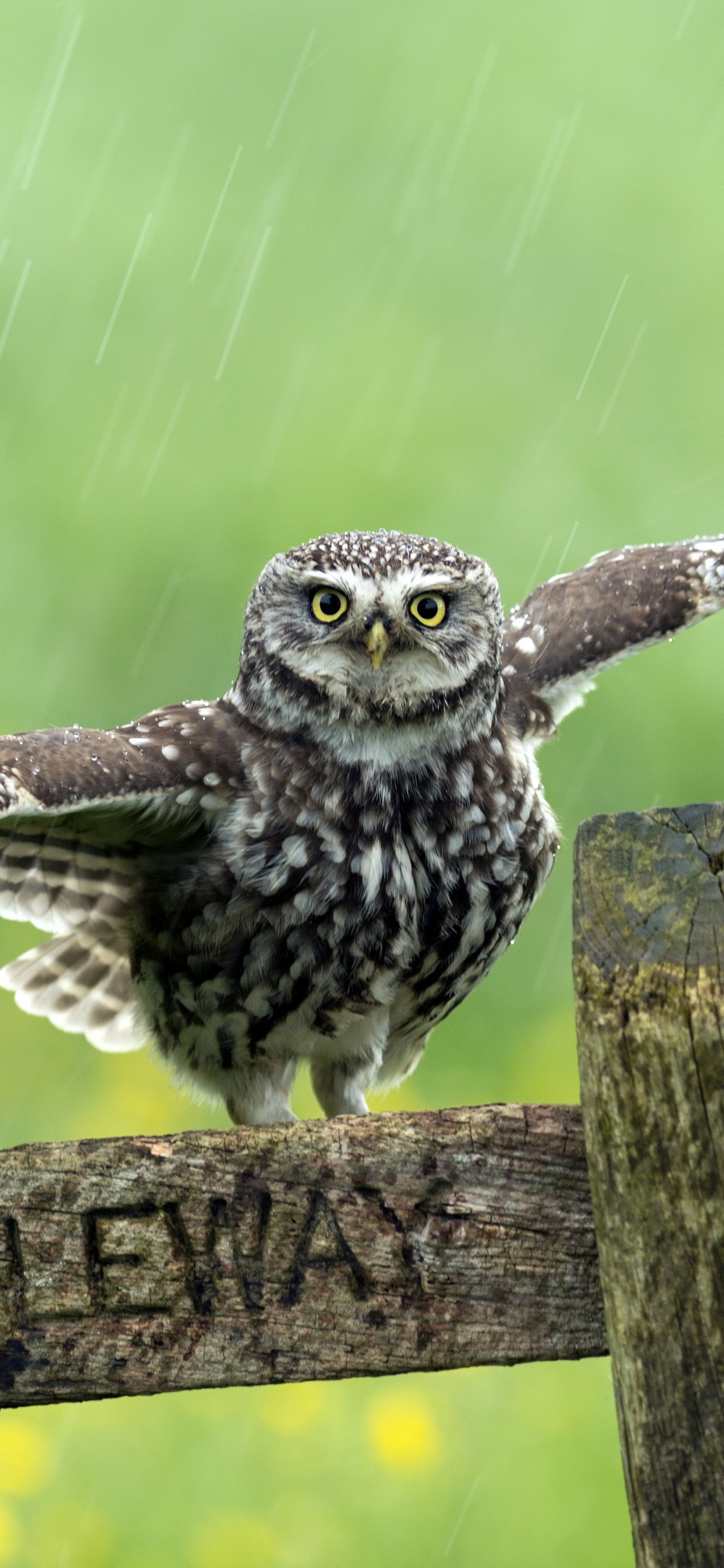 Owls, Birds, Grünschnabeliges Tukan, Kleine Eule, Vogel. Wallpaper in 1125x2436 Resolution