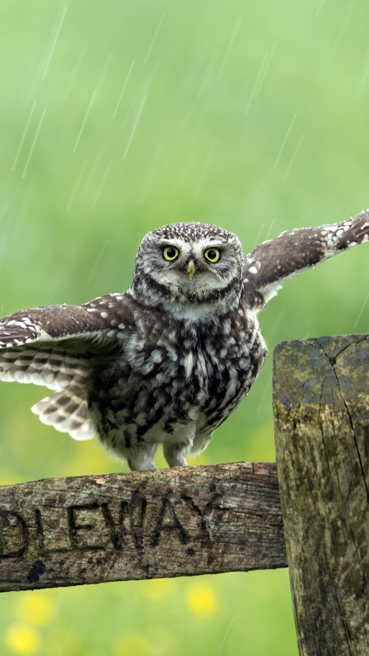 Owls, Birds, Grünschnabeliges Tukan, Kleine Eule, Vogel. Wallpaper in 750x1334 Resolution