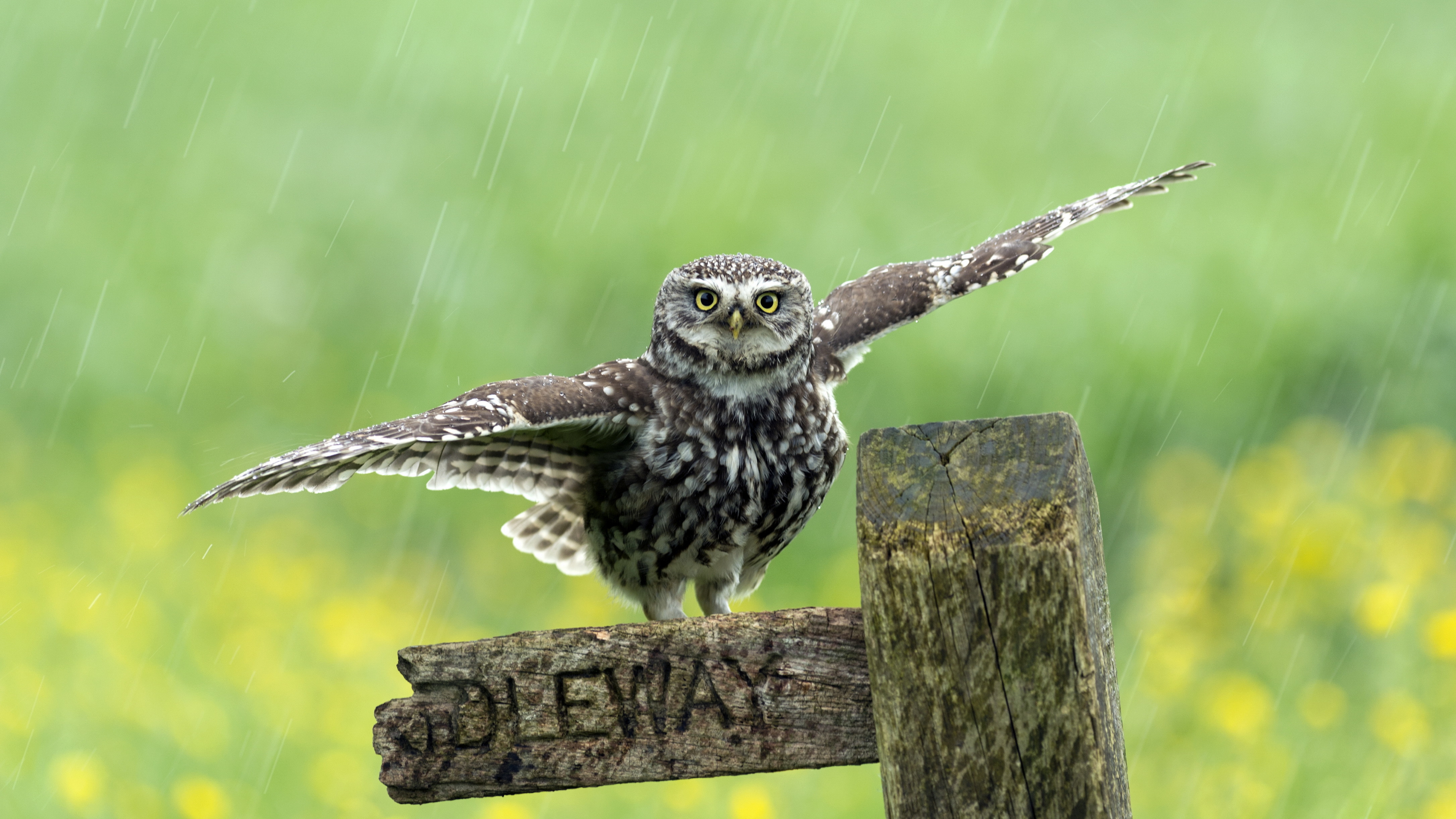 小猫头鹰, 鸟, Falconiformes, 草, 鸟的猎物 壁纸 3840x2160 允许