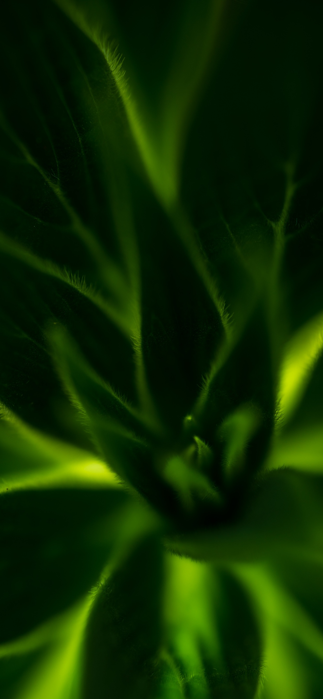 Planta Verde en Fotografía de Cerca. Wallpaper in 1242x2688 Resolution