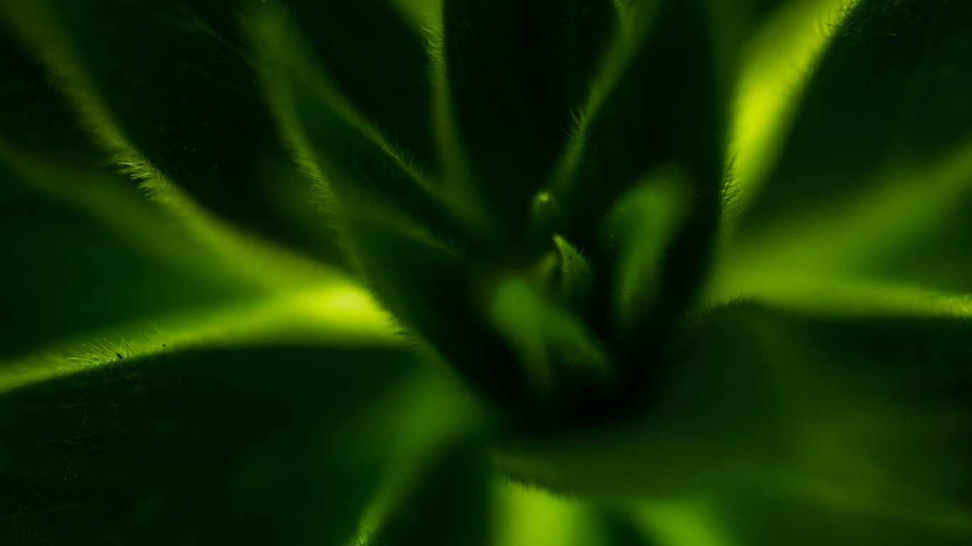 Planta Verde en Fotografía de Cerca. Wallpaper in 1366x768 Resolution
