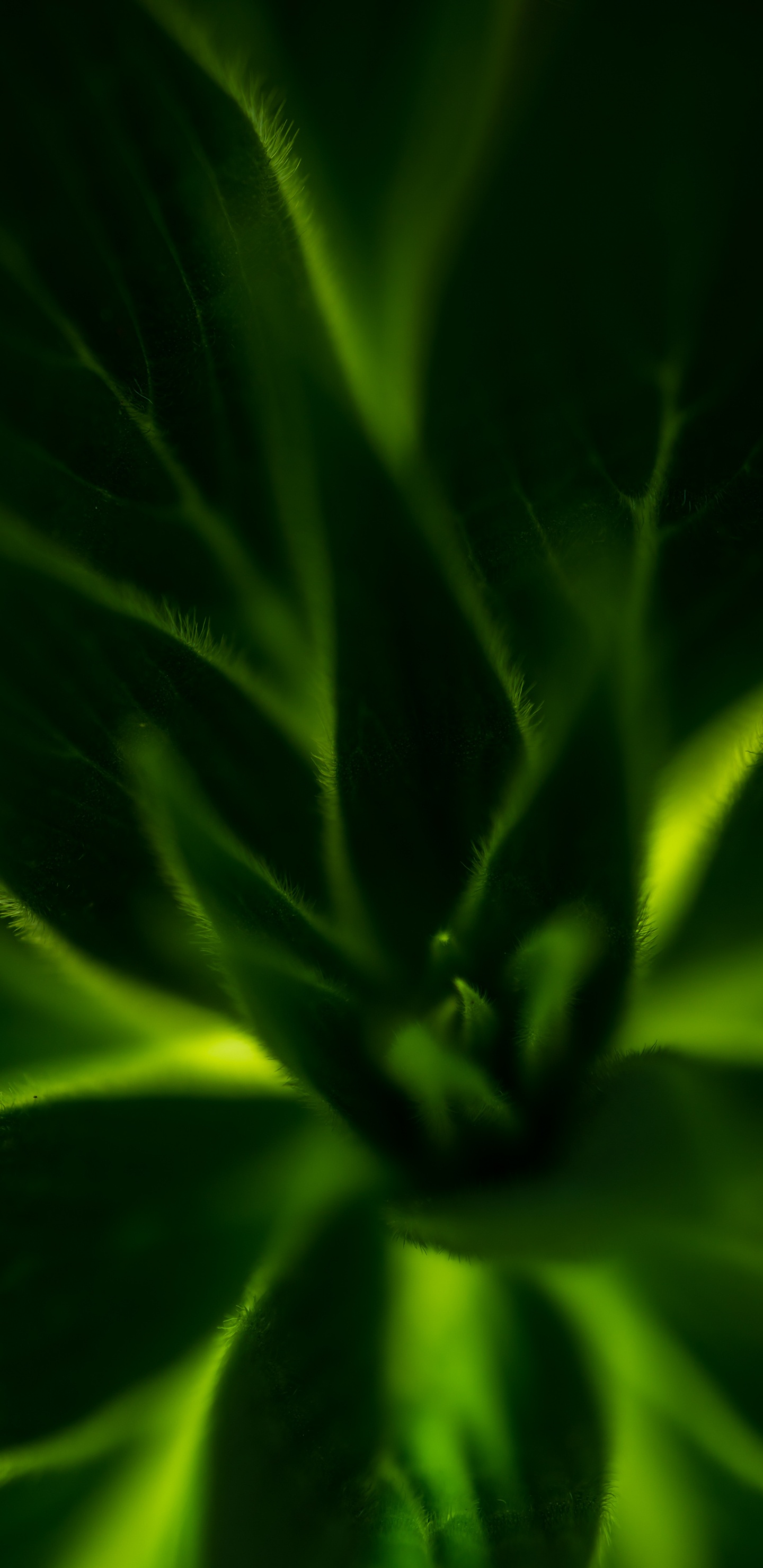 Plante Verte en Gros Plan. Wallpaper in 1440x2960 Resolution