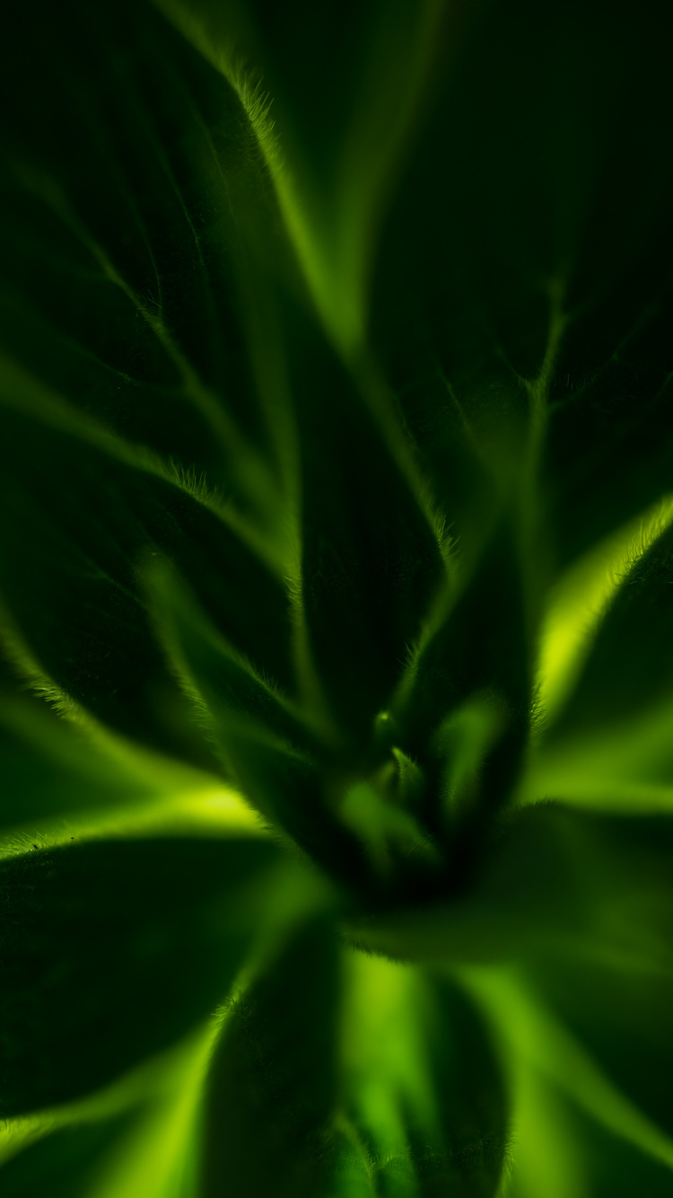 Plante Verte en Gros Plan. Wallpaper in 750x1334 Resolution
