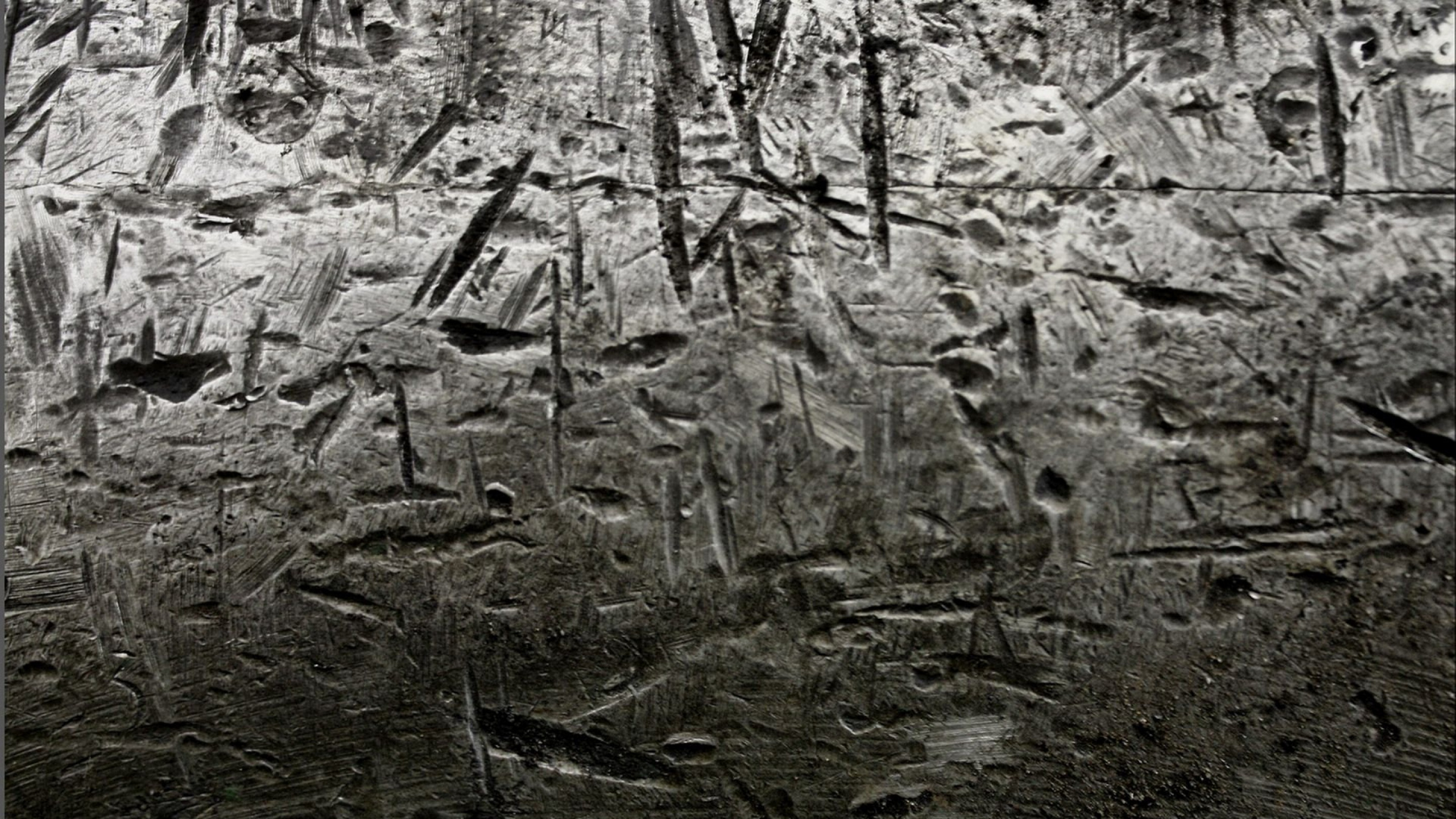 纹理, 森林, 的土壤, 单色模式, 黑色和白色的 壁纸 2560x1440 允许