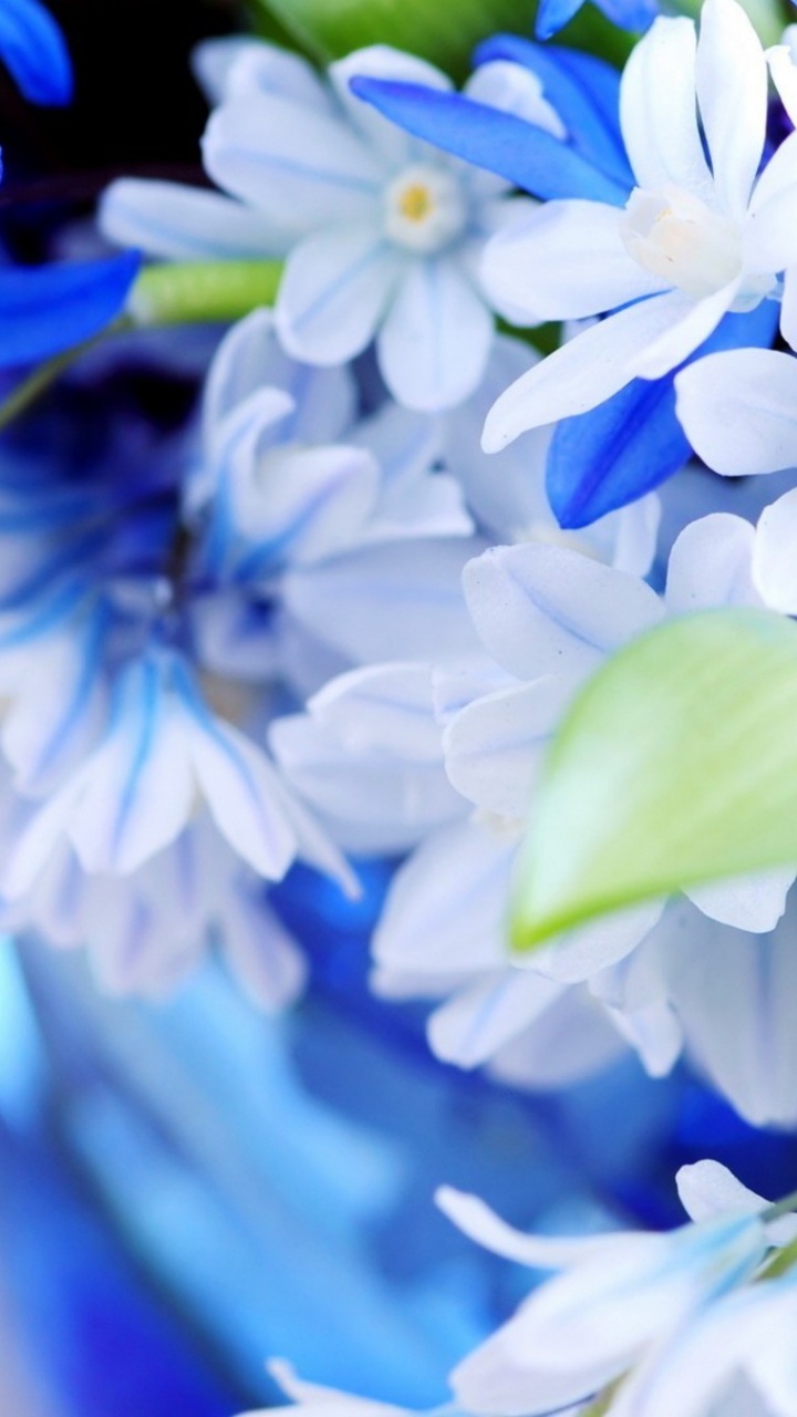 Fleurs Bleues et Blanches Dans un Vase Bleu. Wallpaper in 720x1280 Resolution