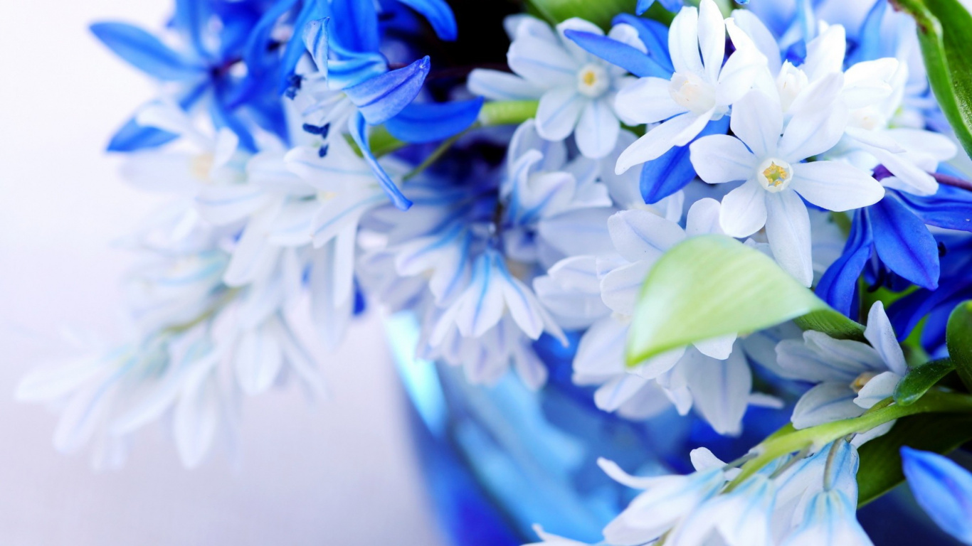 Blaue Und Weiße Blumen in Blauer Vase. Wallpaper in 1366x768 Resolution