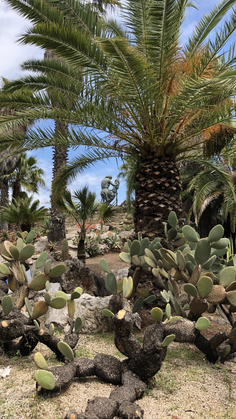 Vegetation, Biome, Shrubland, Palm Trees, Oil Palms. Wallpaper in 750x1334 Resolution