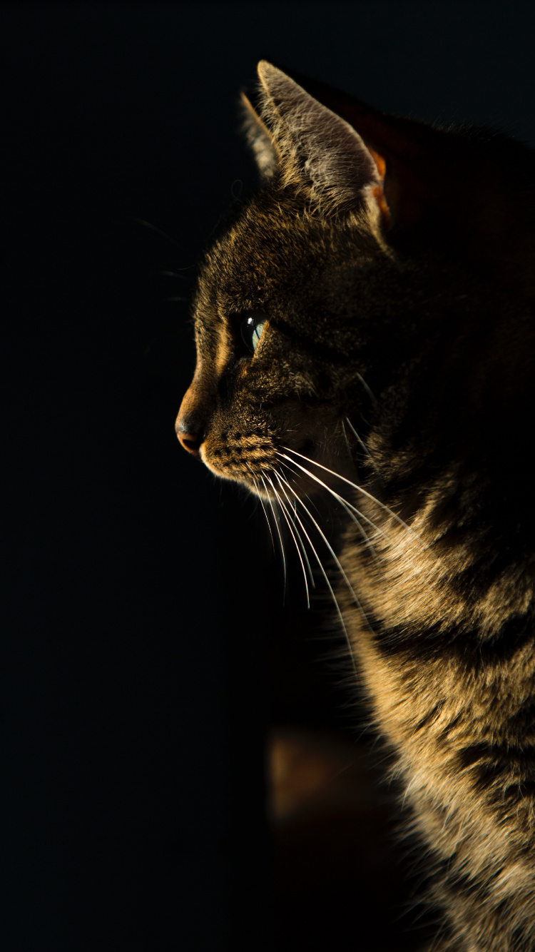 Backenbart, Beruhigende Katzensnacks, Russisch Blau, Siamesische Katze, American Bobtail. Wallpaper in 750x1334 Resolution