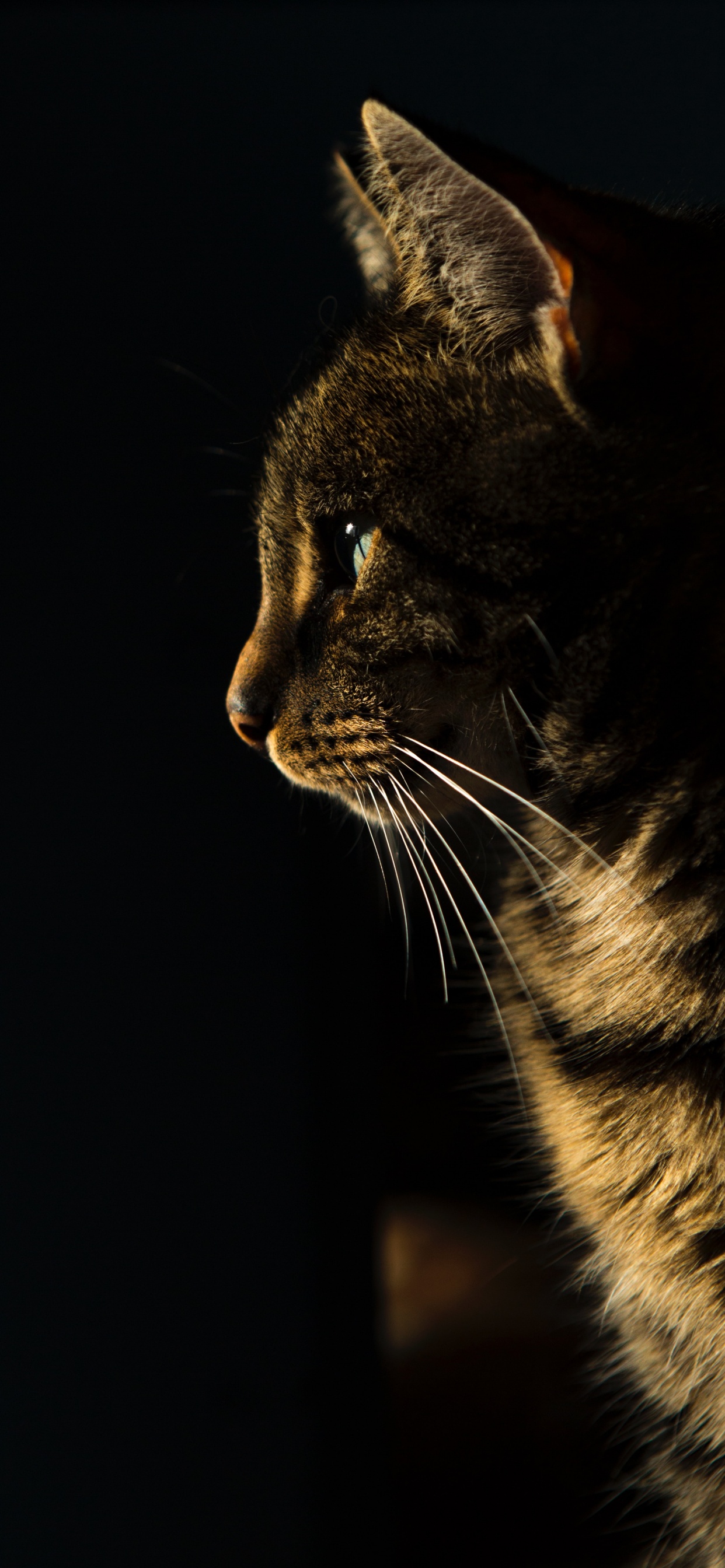 Golosinas Calmantes Para Gatos, Azul Ruso, Gato Siamés, American Bobtail, Gato. Wallpaper in 1242x2688 Resolution