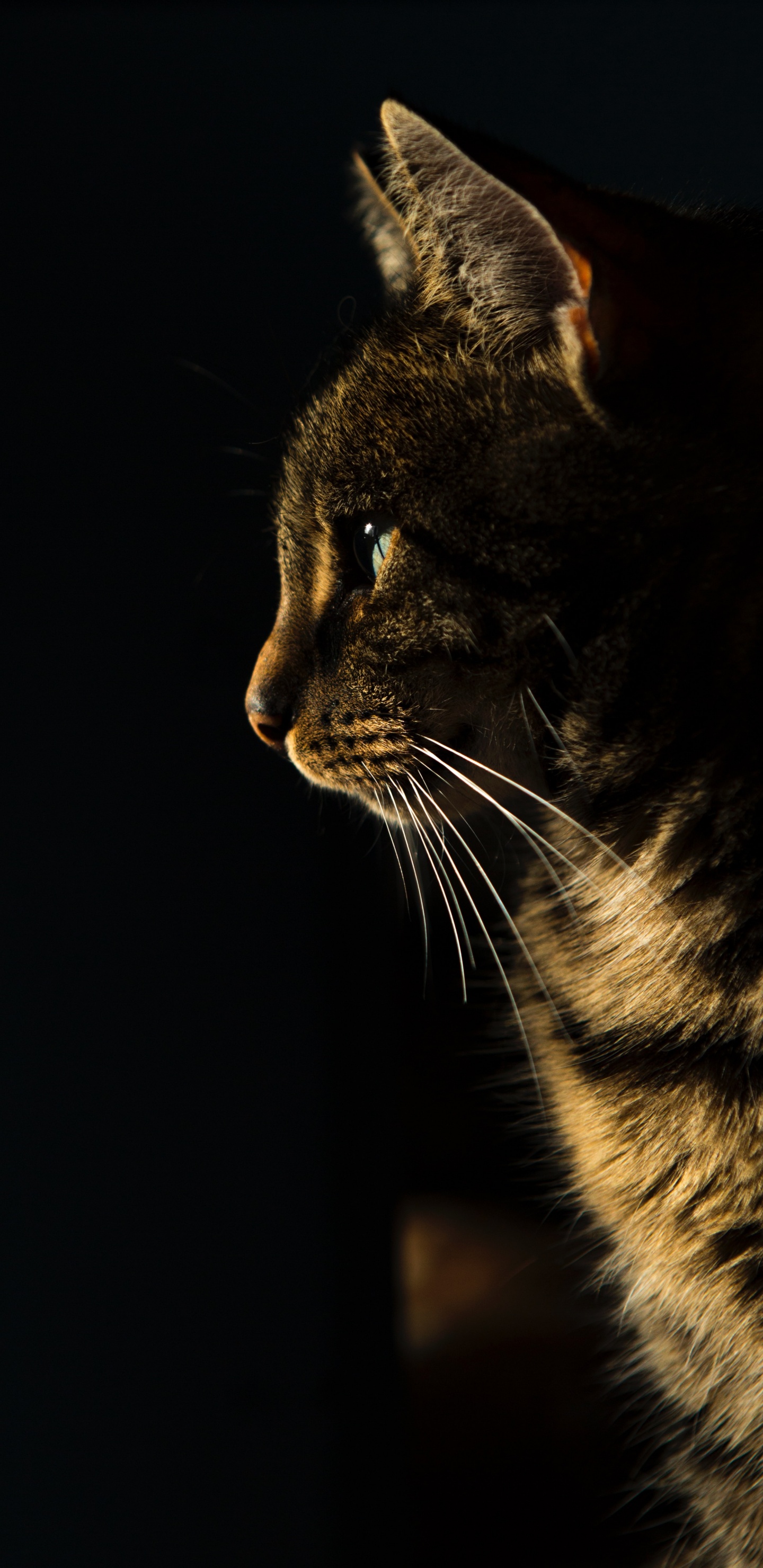 Golosinas Calmantes Para Gatos, Azul Ruso, Gato Siamés, American Bobtail, Gato. Wallpaper in 1440x2960 Resolution