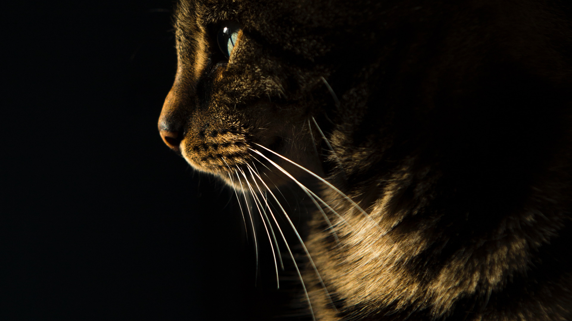 Whiskers, Calming Cat Treats, Russian Blue, Siamese Cat, American Bobtail. Wallpaper in 1920x1080 Resolution