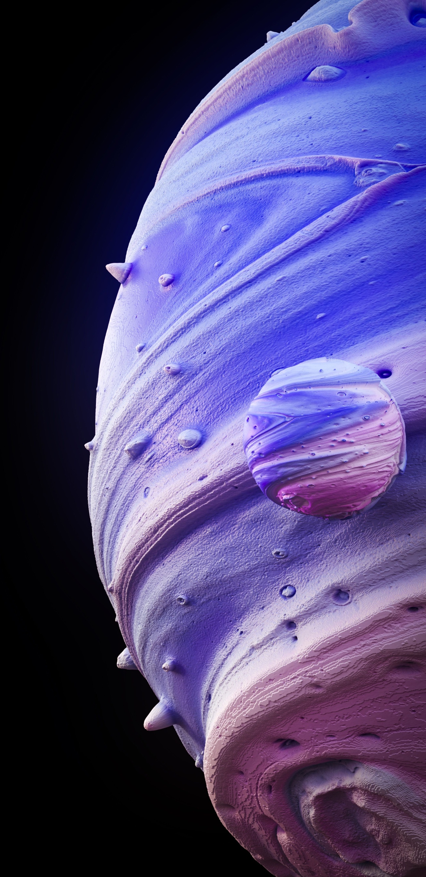 Close Up, Purpur, Blütenblatt, Veilchen, Electric Blue. Wallpaper in 1440x2960 Resolution