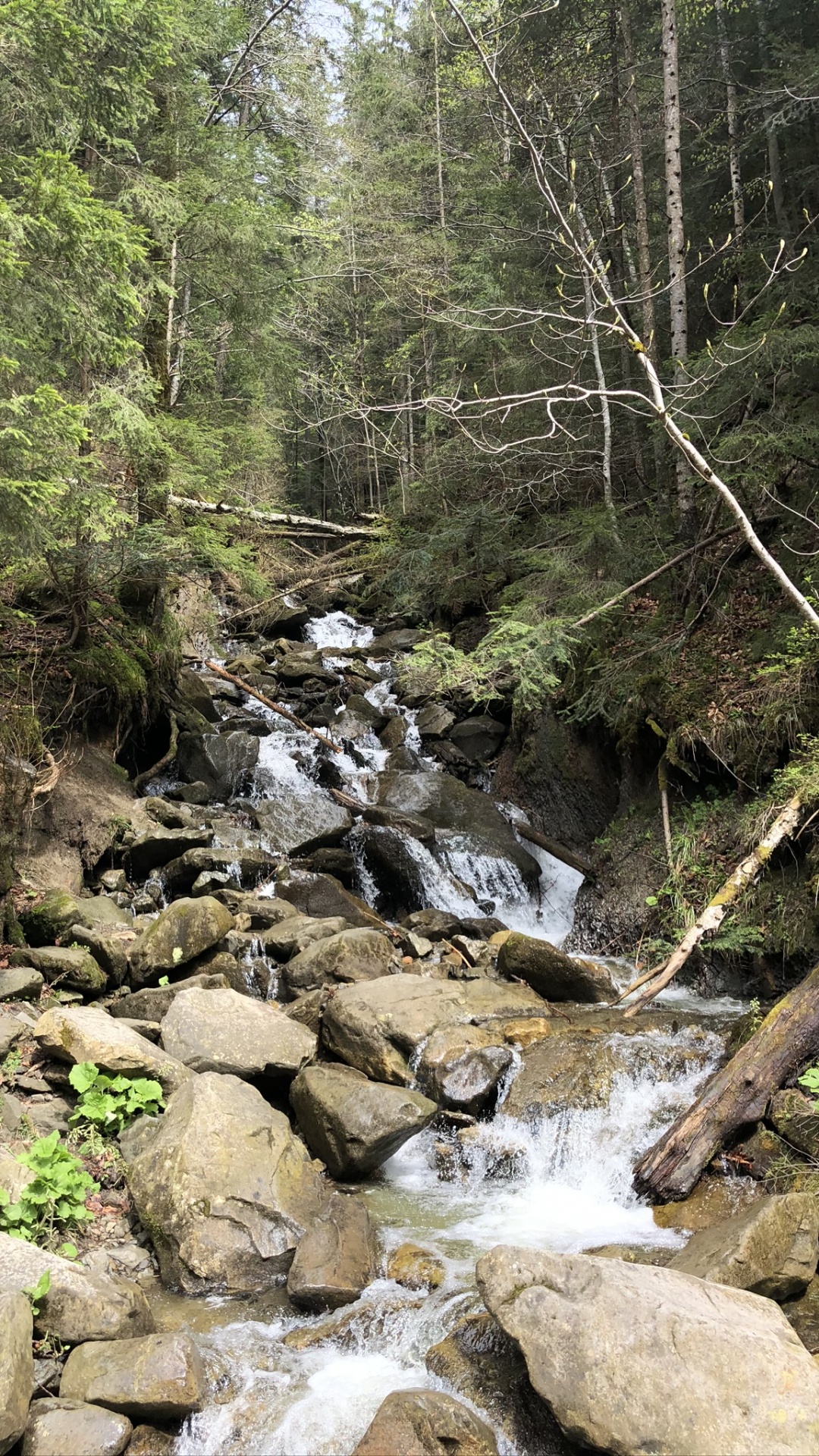 Carpathian Mountains, Nature Reserve, Body of Water, Nature, Vegetation. Wallpaper in 1080x1920 Resolution