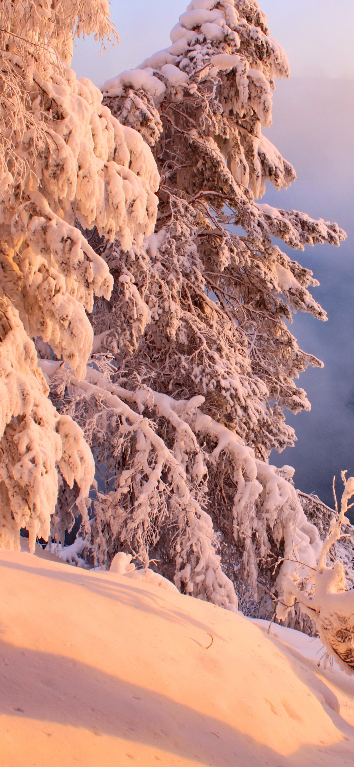 Arbres Couverts de Neige Pendant la Journée. Wallpaper in 1242x2688 Resolution
