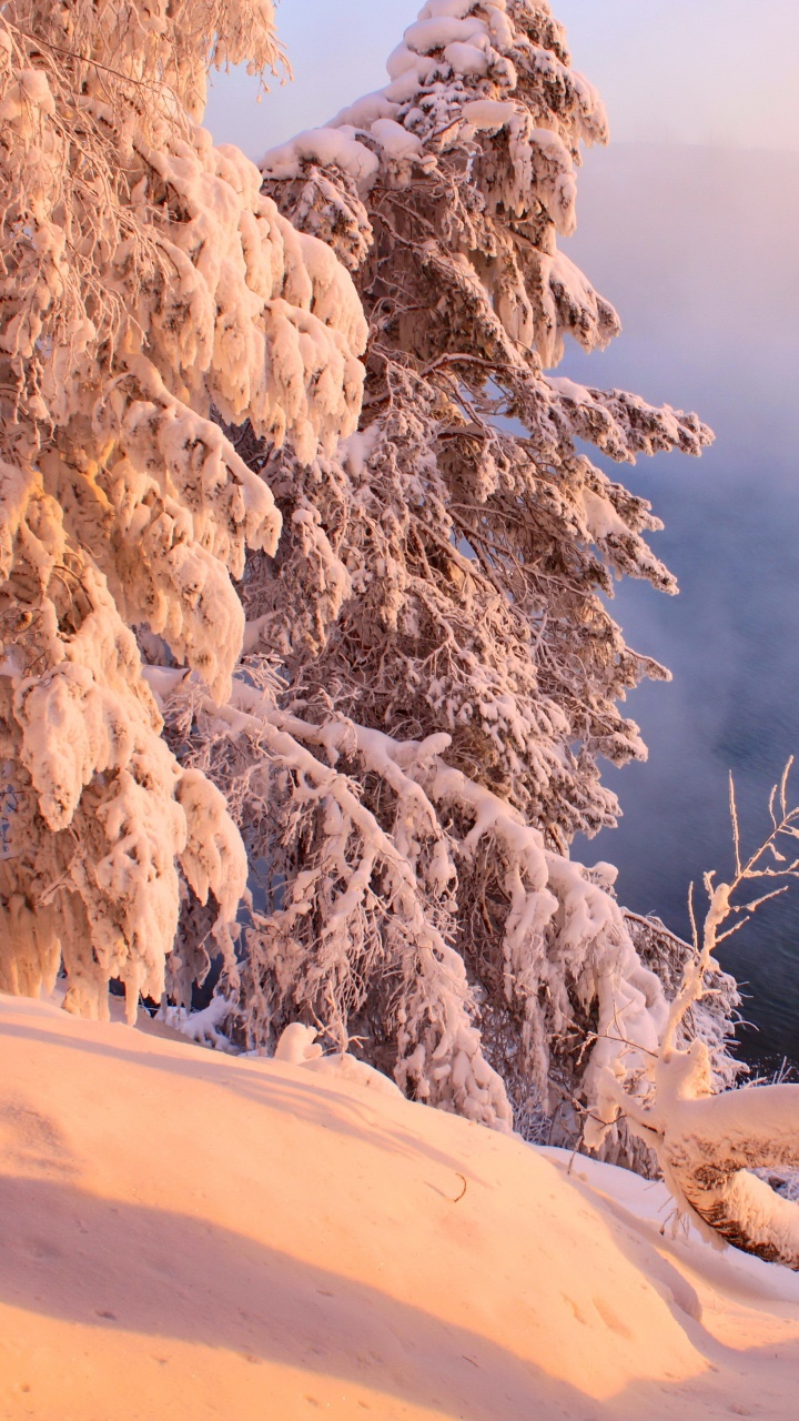 Arbres Couverts de Neige Pendant la Journée. Wallpaper in 720x1280 Resolution