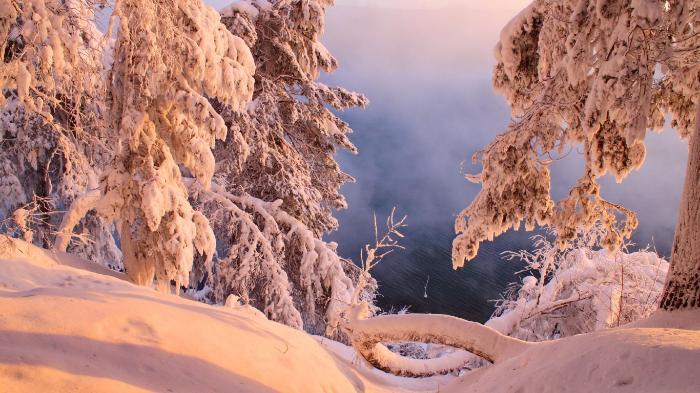 Snow Covered Trees During Daytime. Wallpaper in 1366x768 Resolution