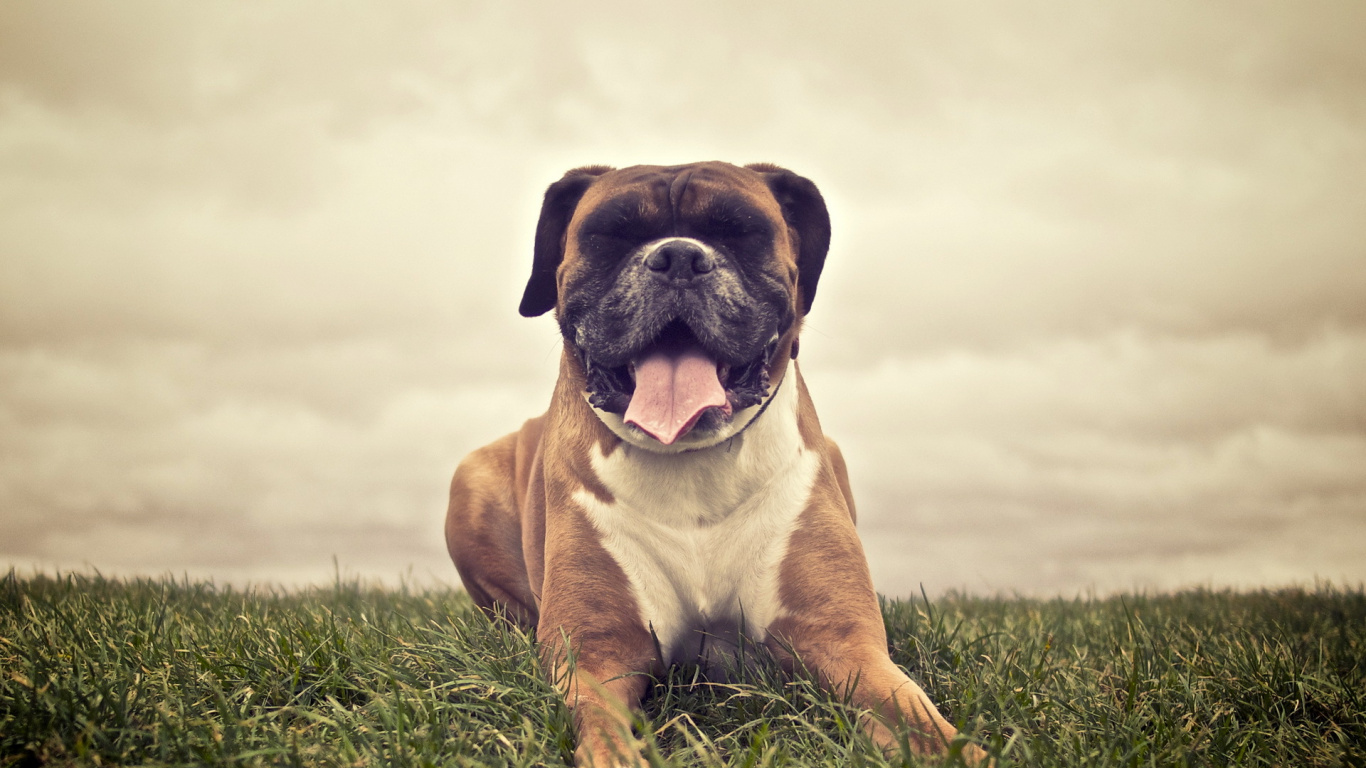 Brown and White Short Coated Dog on Green Grass Field. Wallpaper in 1366x768 Resolution