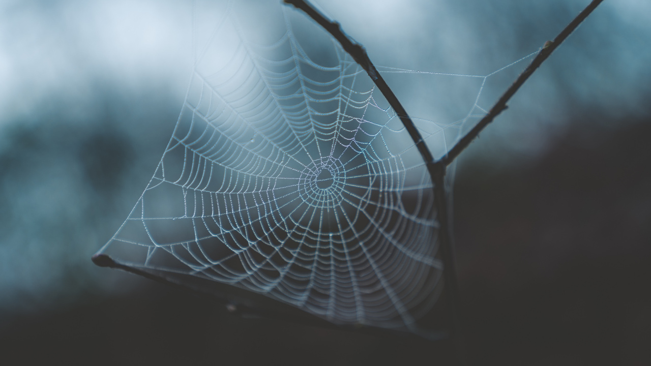 Spinnennetz, Wasser, Morgen, Branch, Blatt. Wallpaper in 1280x720 Resolution