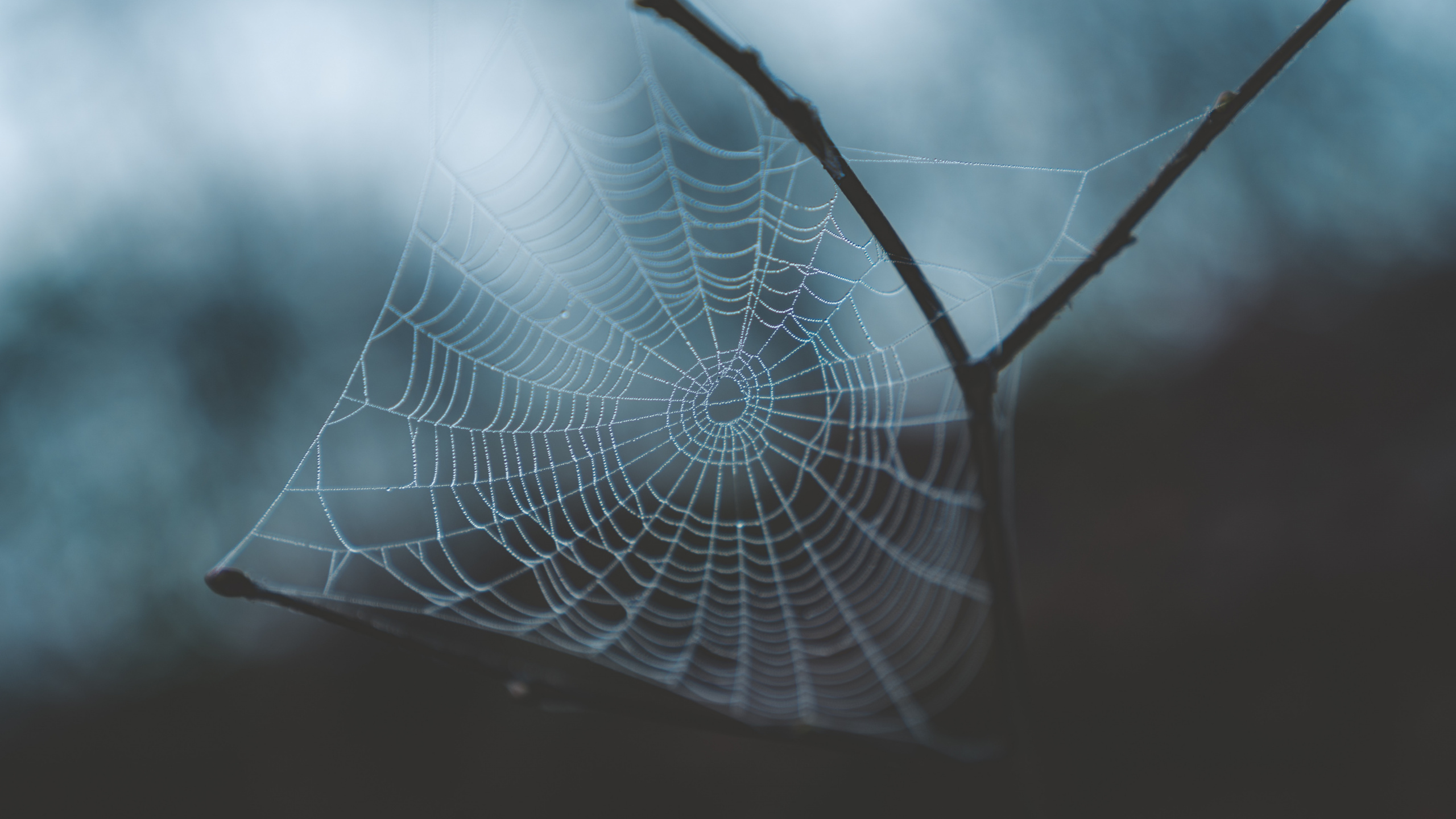 Spinnennetz, Wasser, Morgen, Branch, Blatt. Wallpaper in 2560x1440 Resolution