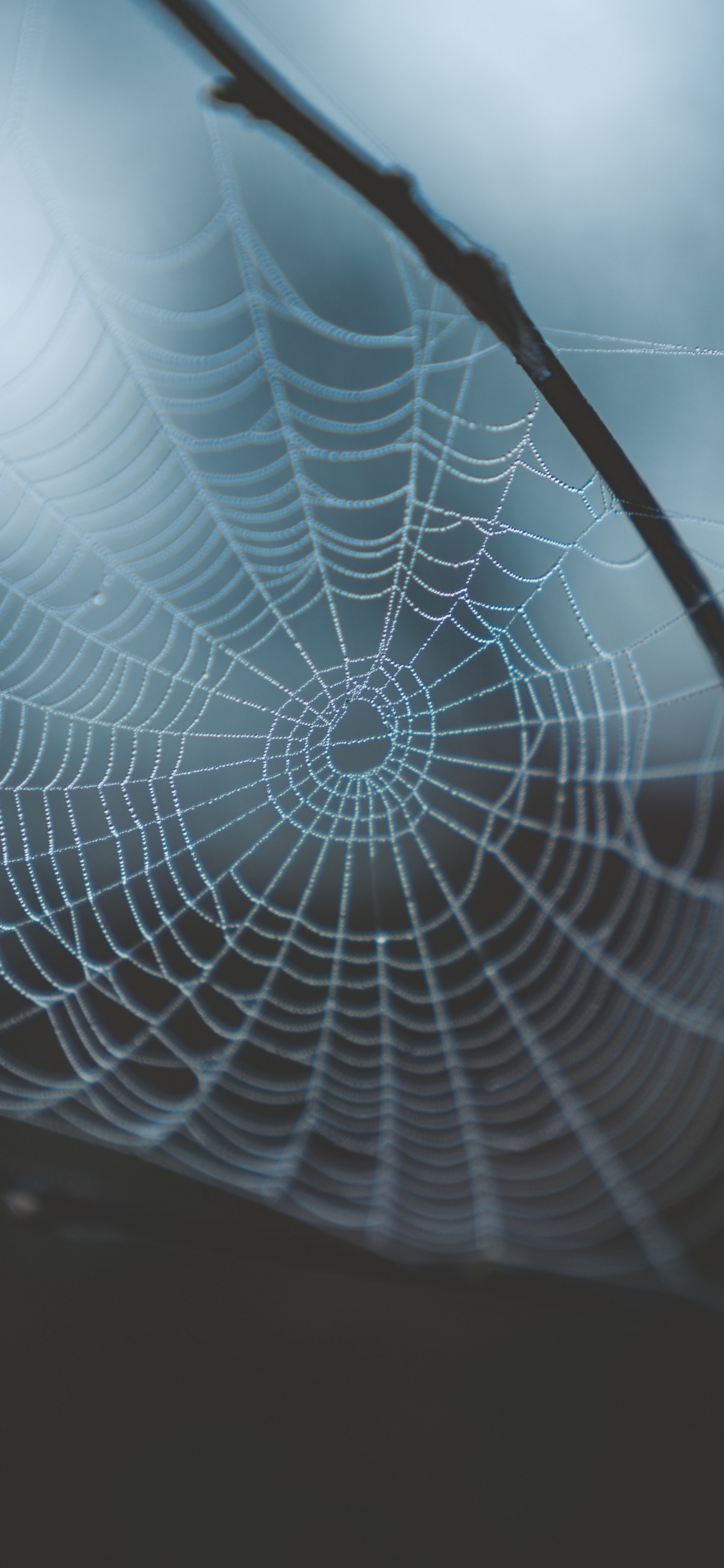 蜘蛛网, 早上, 光, 透明材料, 天空 壁纸 1125x2436 允许
