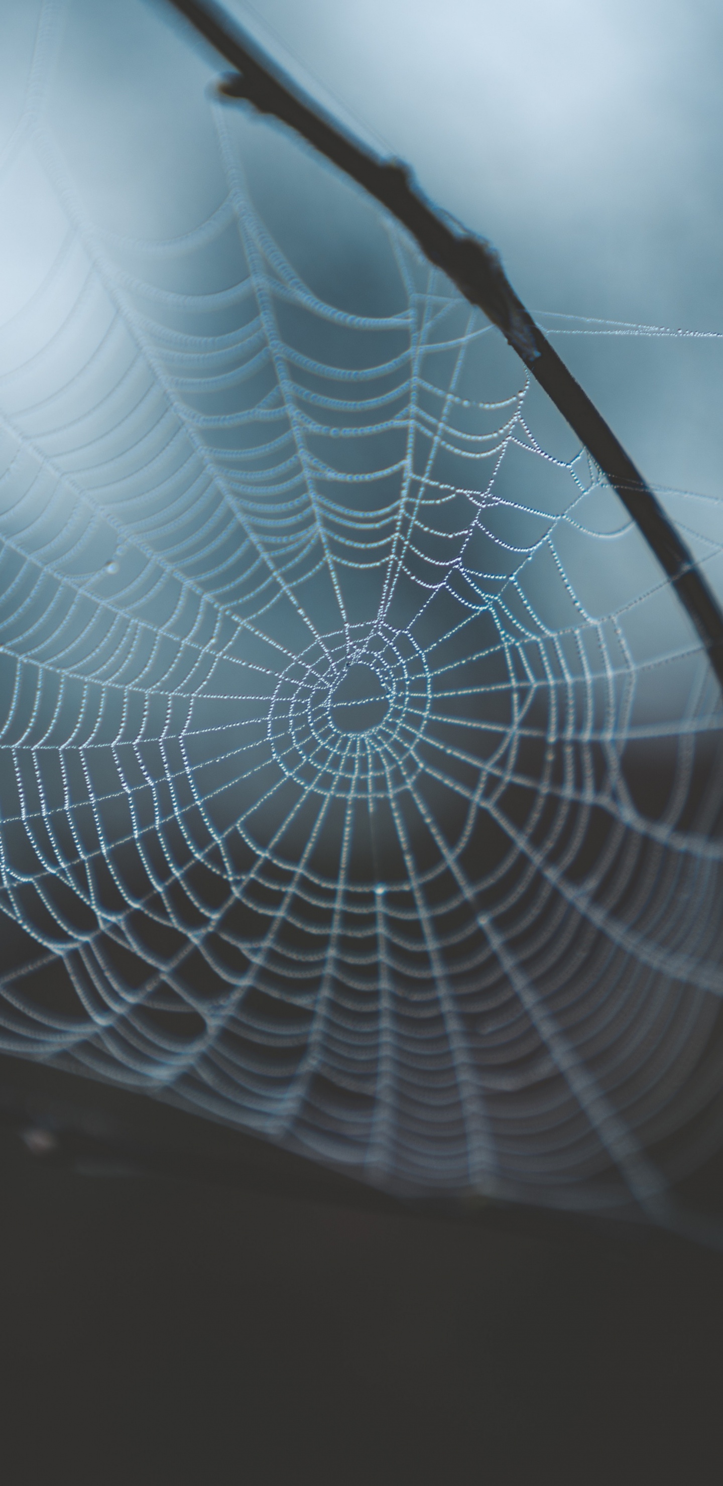 蜘蛛网, 早上, 光, 透明材料, 天空 壁纸 1440x2960 允许