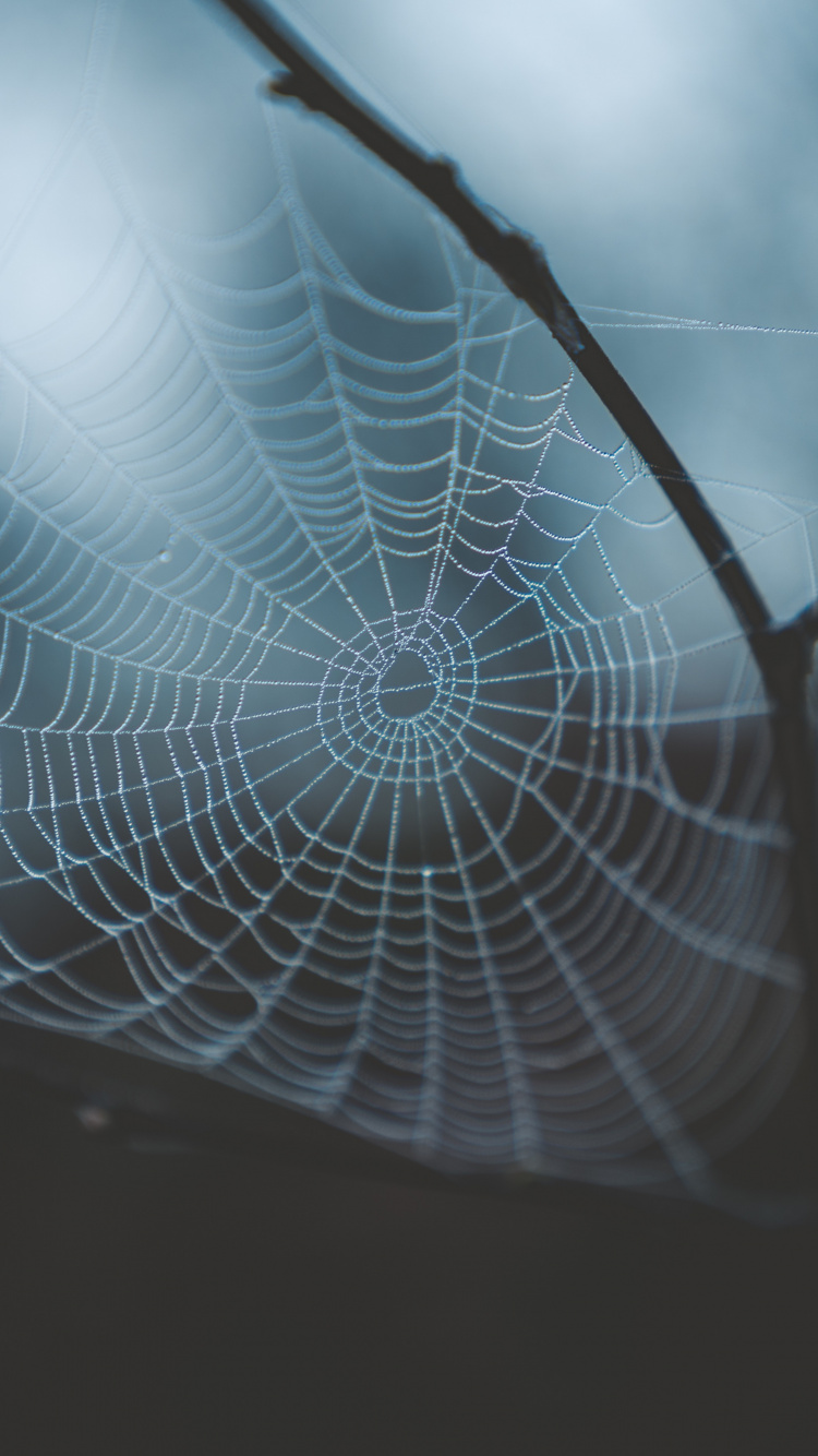 蜘蛛网, 早上, 光, 透明材料, 天空 壁纸 750x1334 允许