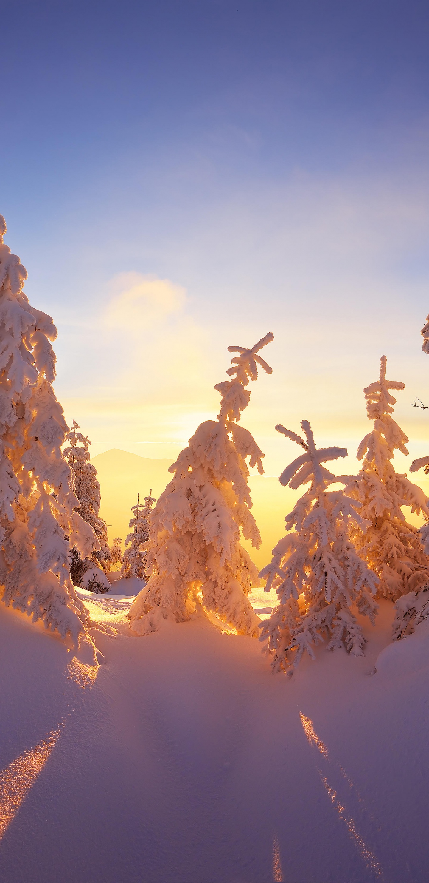 Arbres Couverts de Neige Sur la Montagne Pendant la Journée. Wallpaper in 1440x2960 Resolution