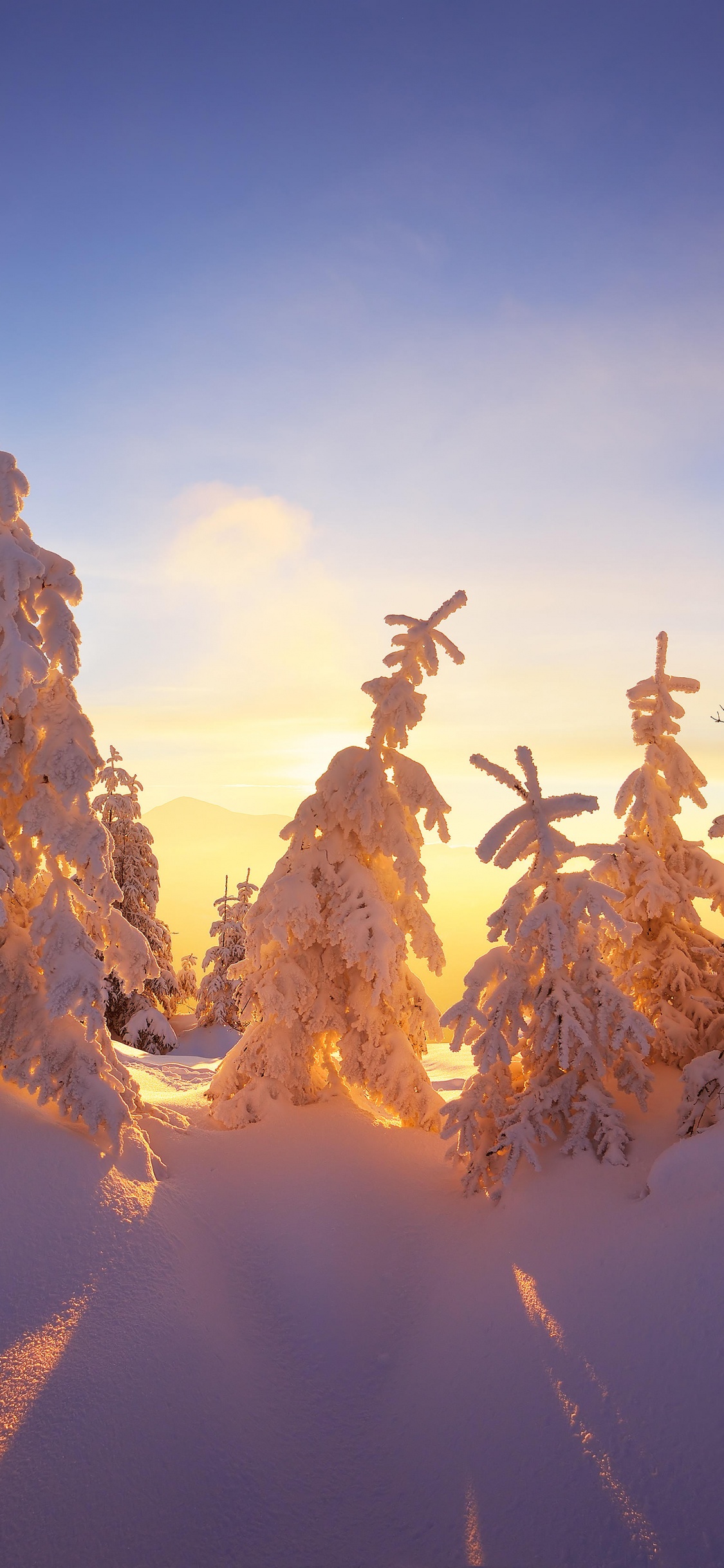 Snow Covered Trees on Mountain During Daytime. Wallpaper in 1125x2436 Resolution