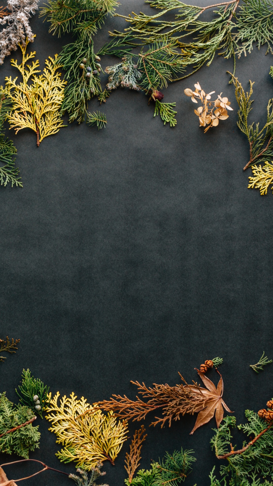 Unsplash Erol Ahmed, Eau, Botanique, Feuille, Nature. Wallpaper in 1080x1920 Resolution