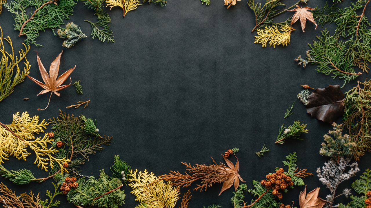 Unsplash Erol Ahmed, Wasser, Botanik, Blatt, Natur. Wallpaper in 1280x720 Resolution