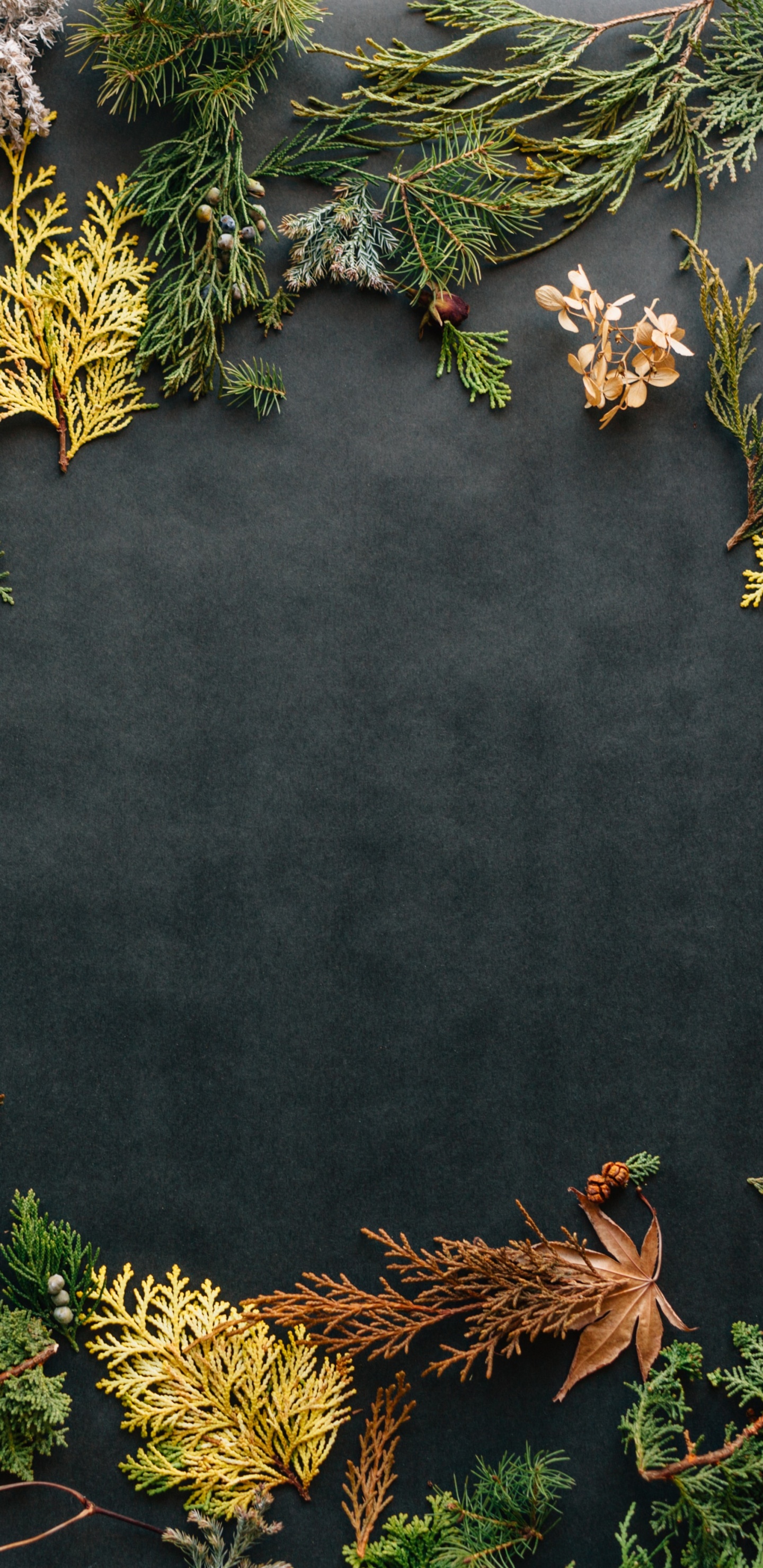 Unsplash Erol Ahmed, Wasser, Botanik, Blatt, Natur. Wallpaper in 1440x2960 Resolution